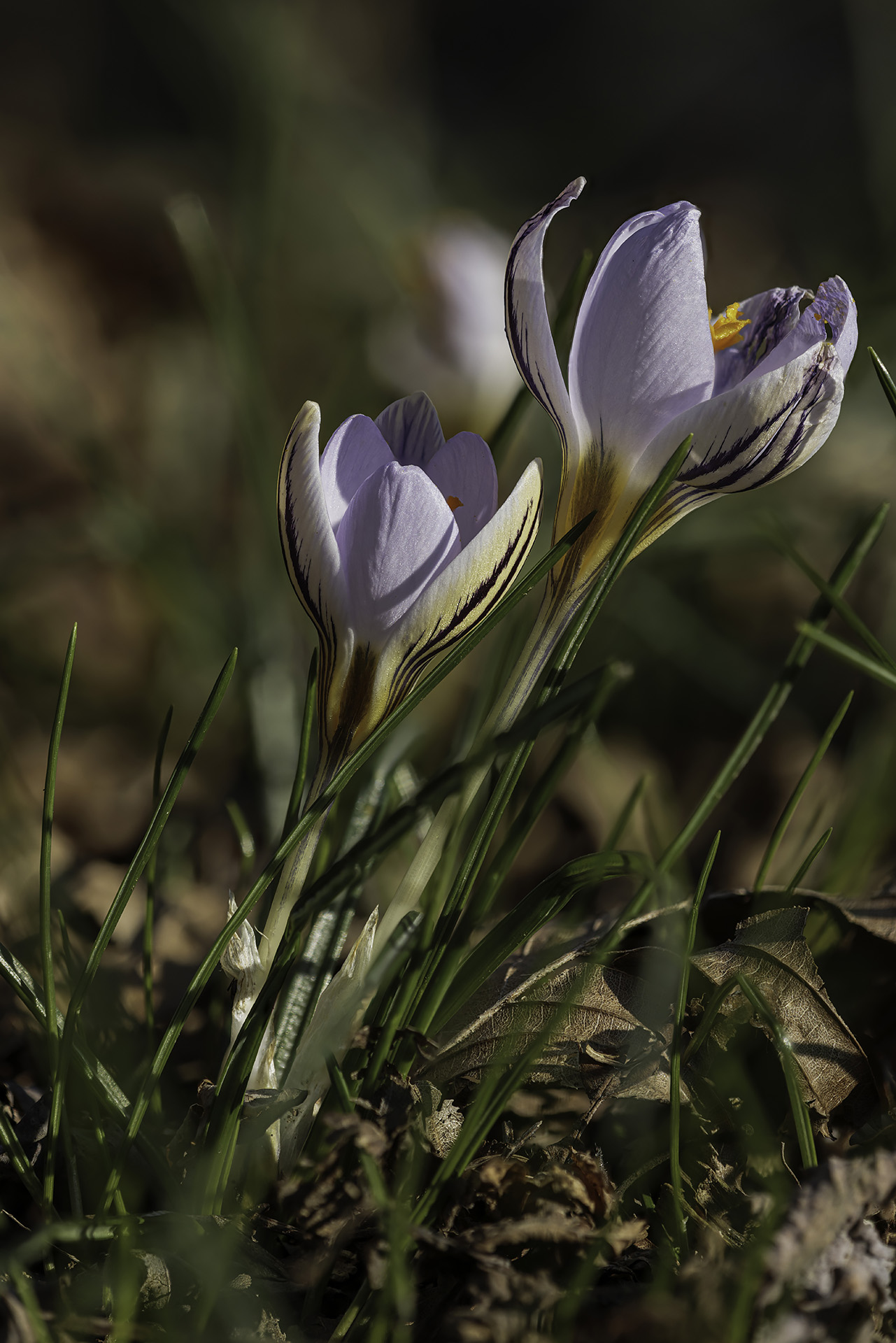 Crocus biflorus