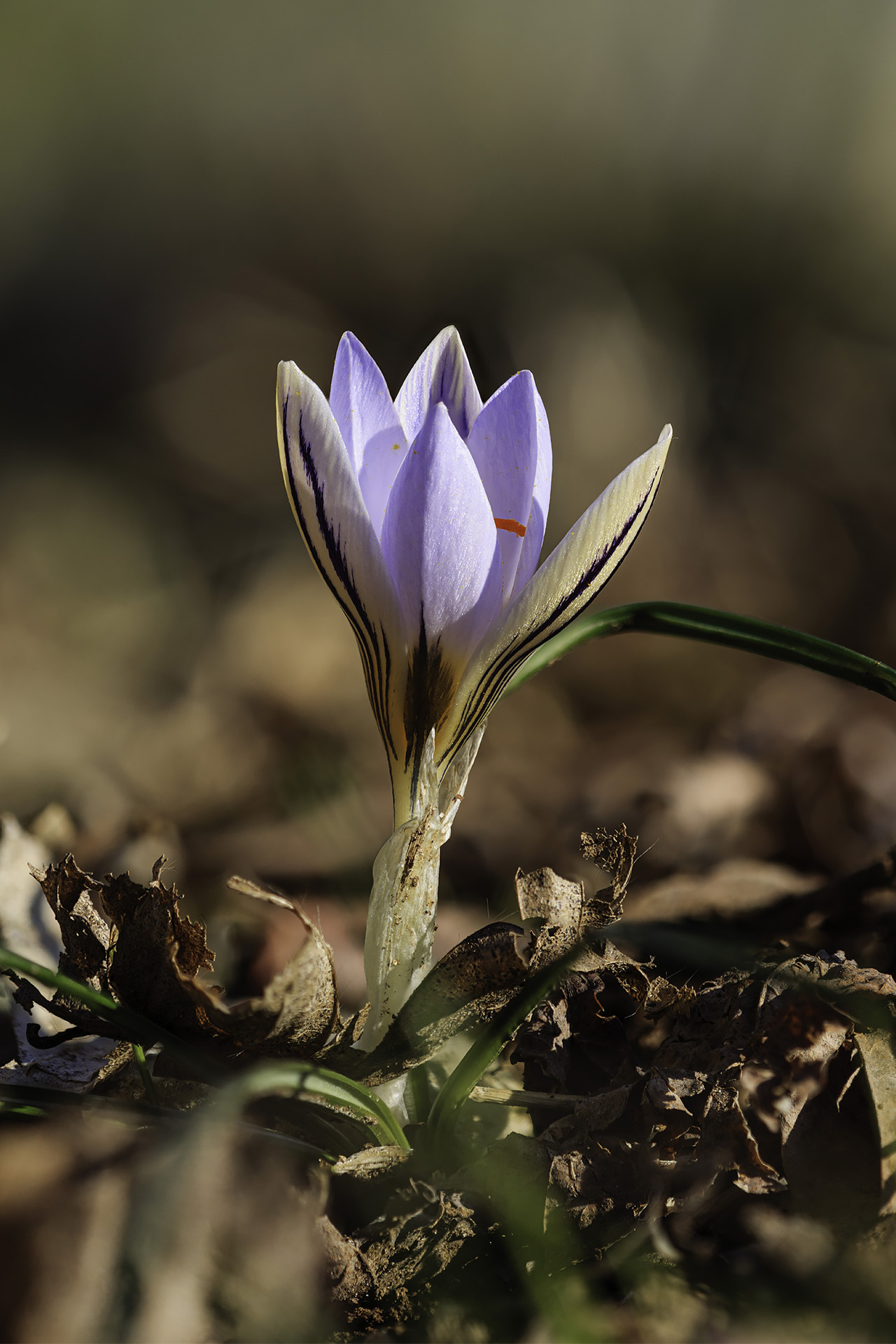 Crocus biflorus