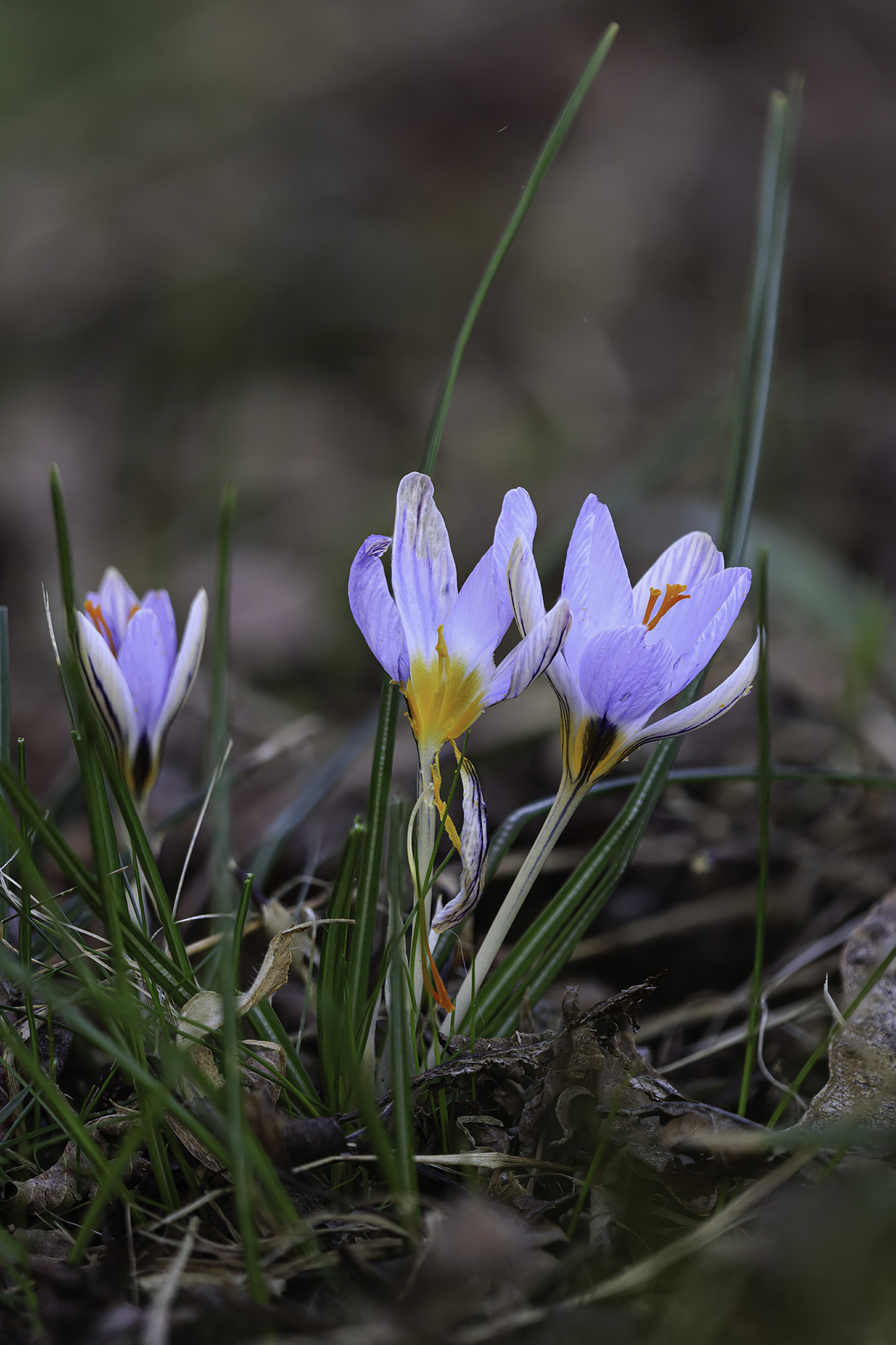 Crocus biflorus