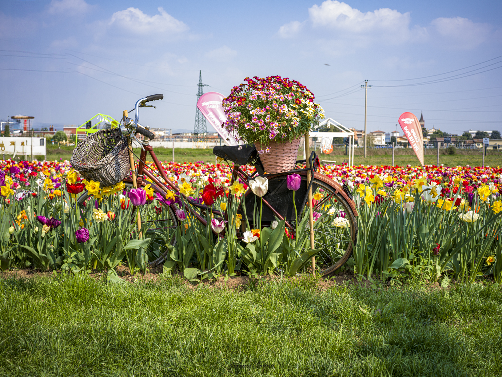 Tulips 4