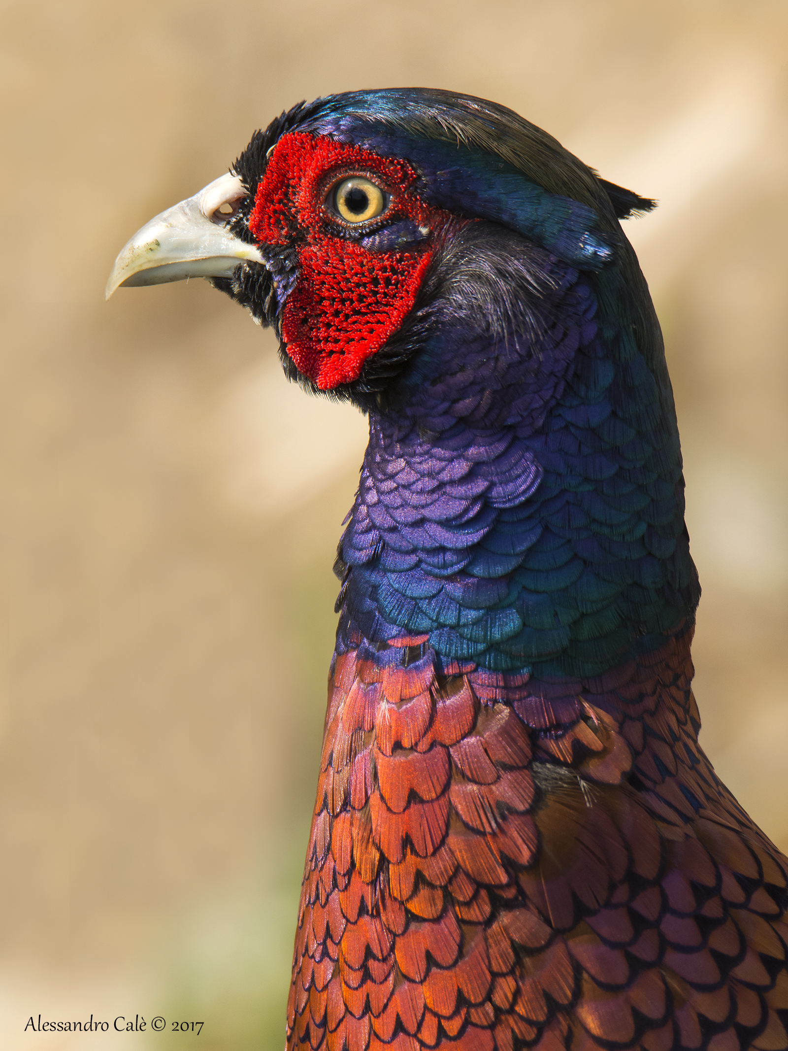 Phasianus colchicus (Fagiano) 1976