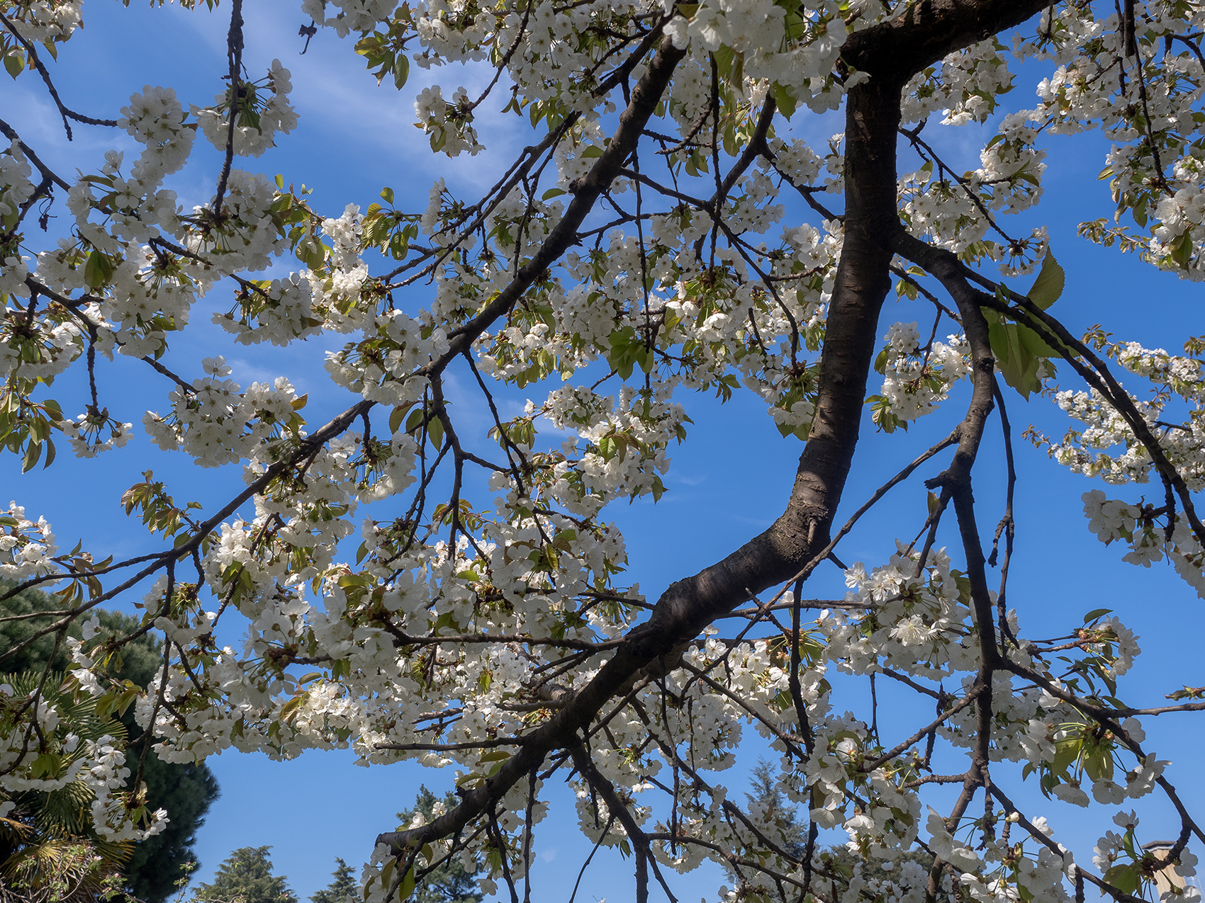spring