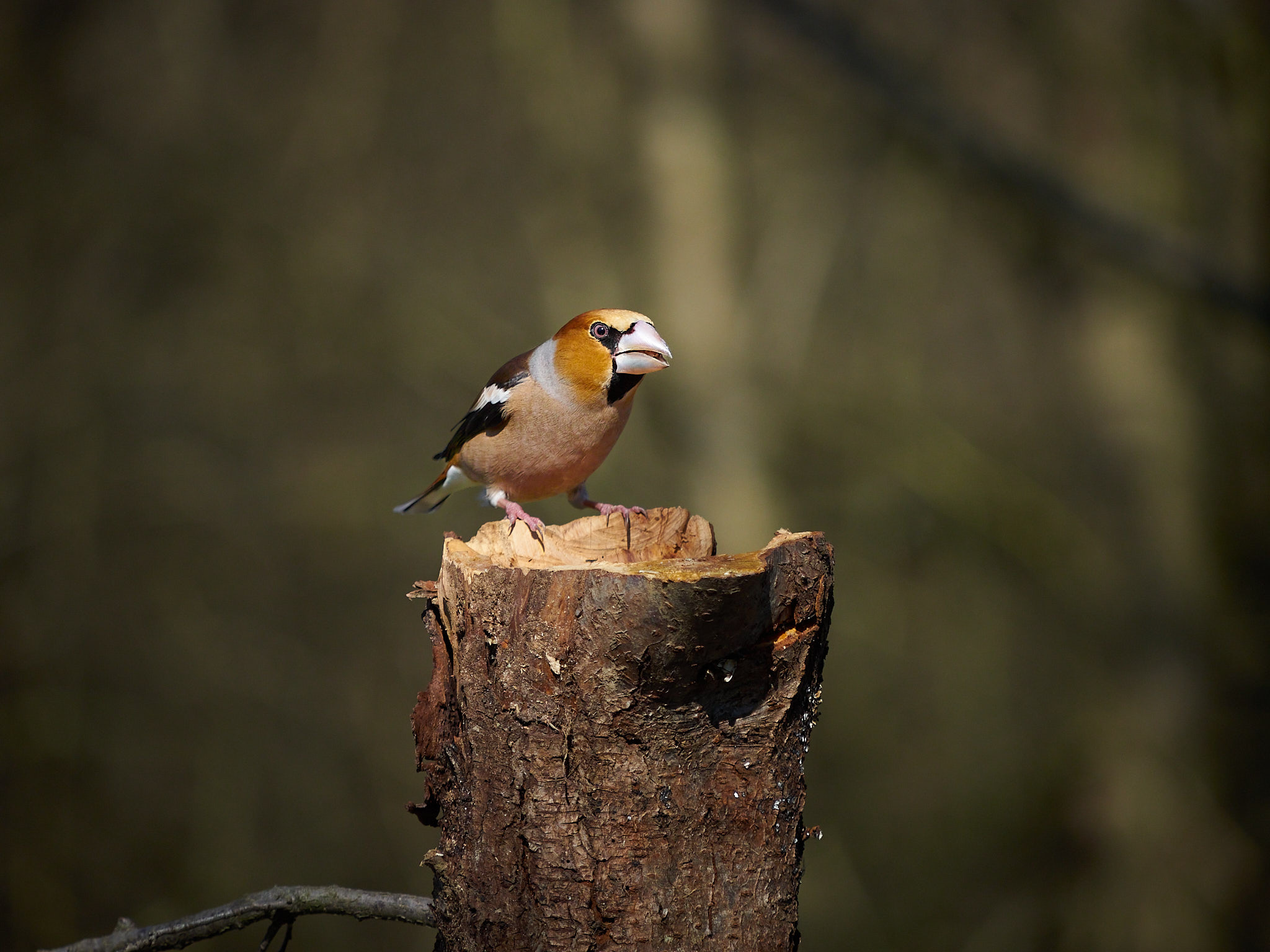 Hawfinch