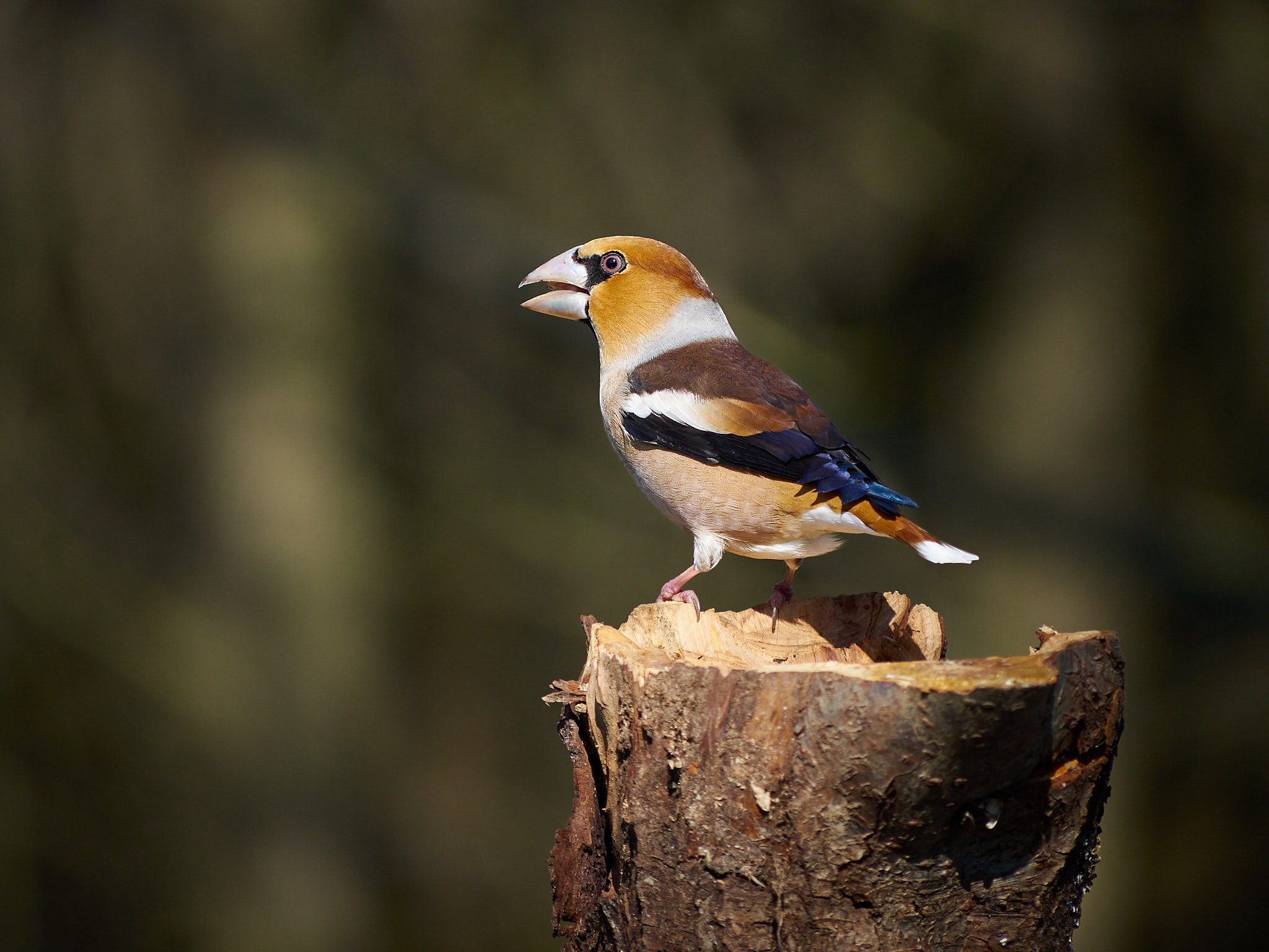 Hawfinch 2