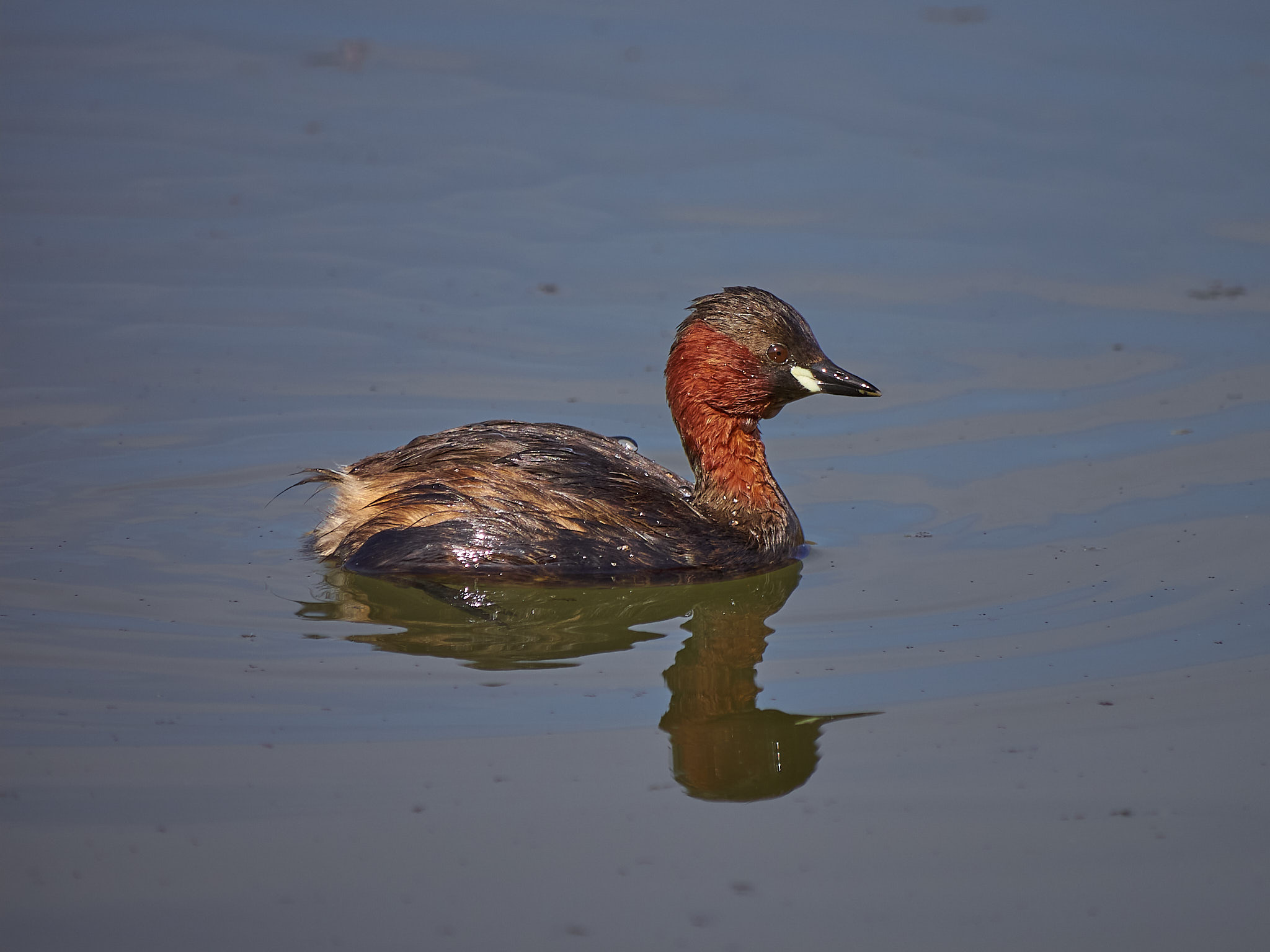Dabchick
