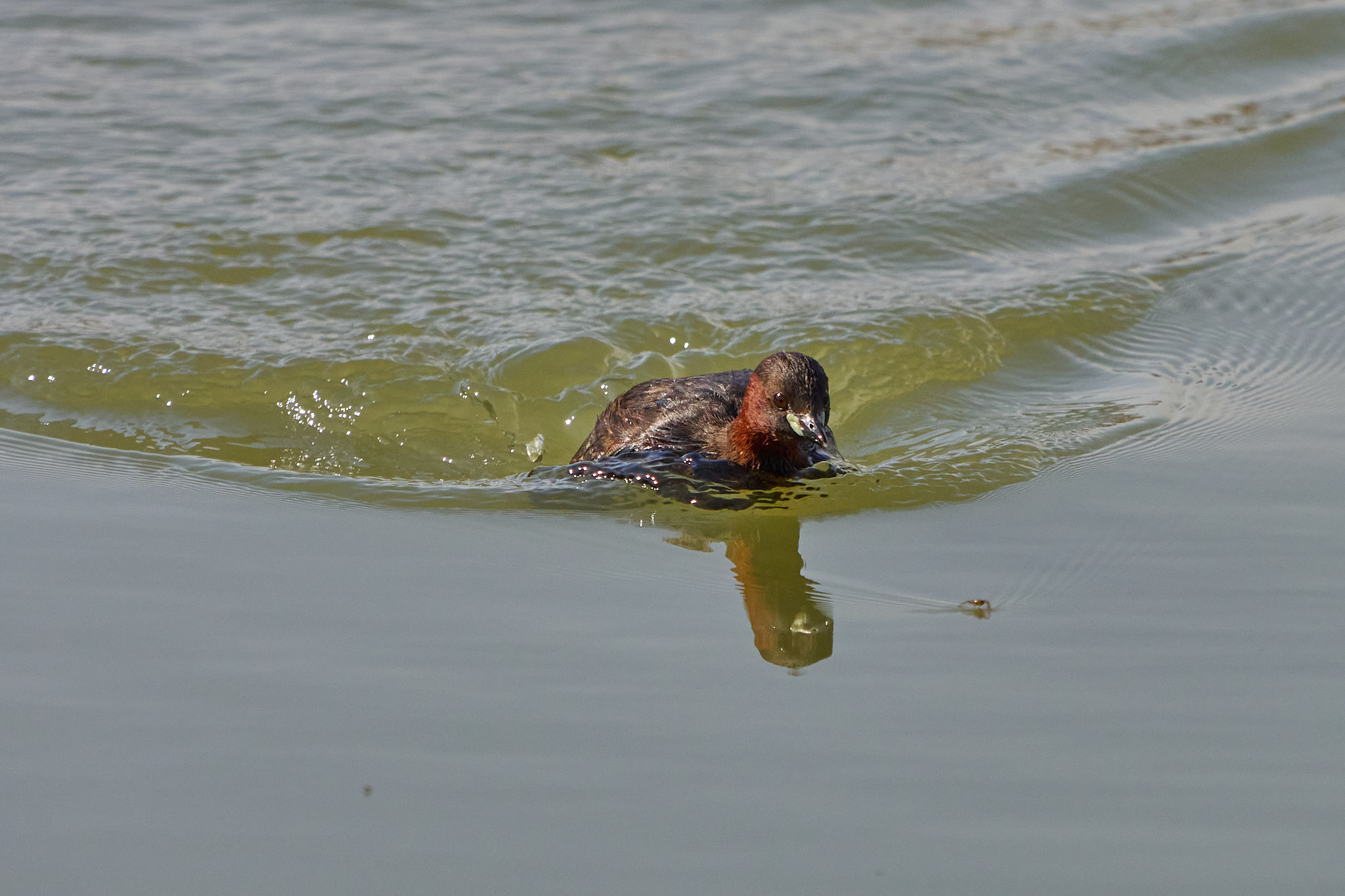 I wouldn't want to be a water flea!