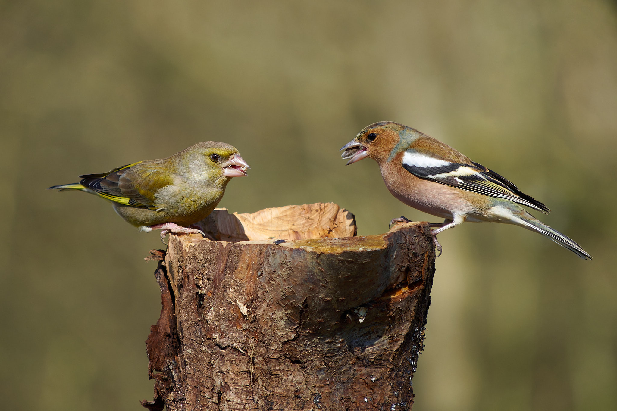 Greenfinch and Chaffinch