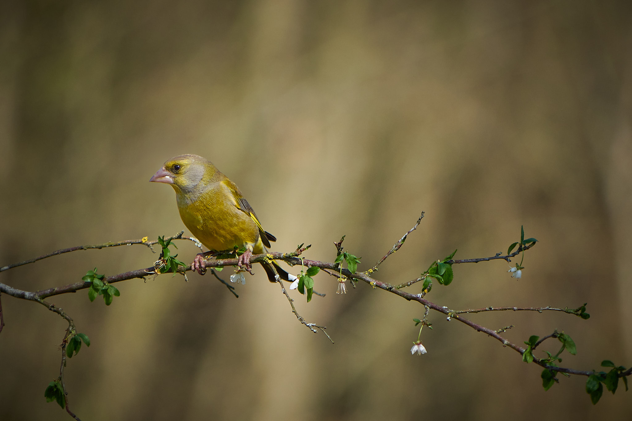 Greenfinch on perch