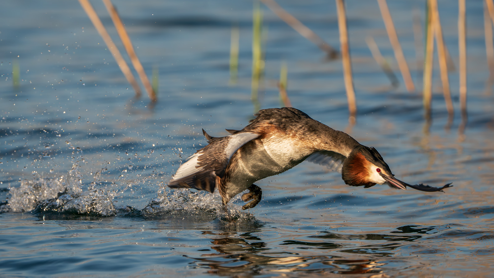 Running on the water