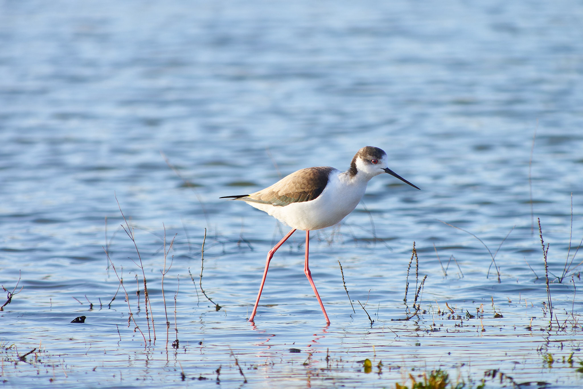 Black-winged Stilt