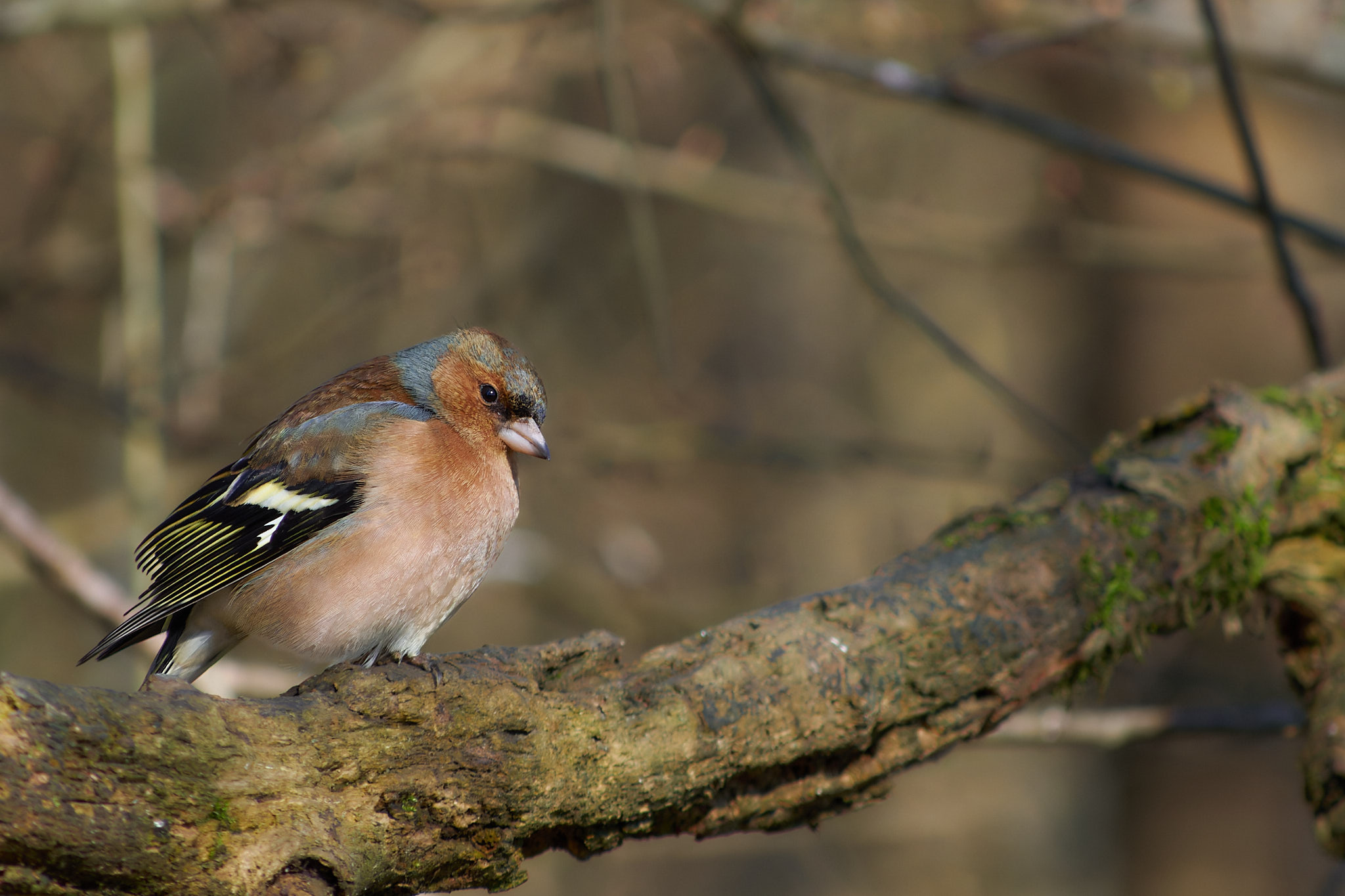 Chaffinch