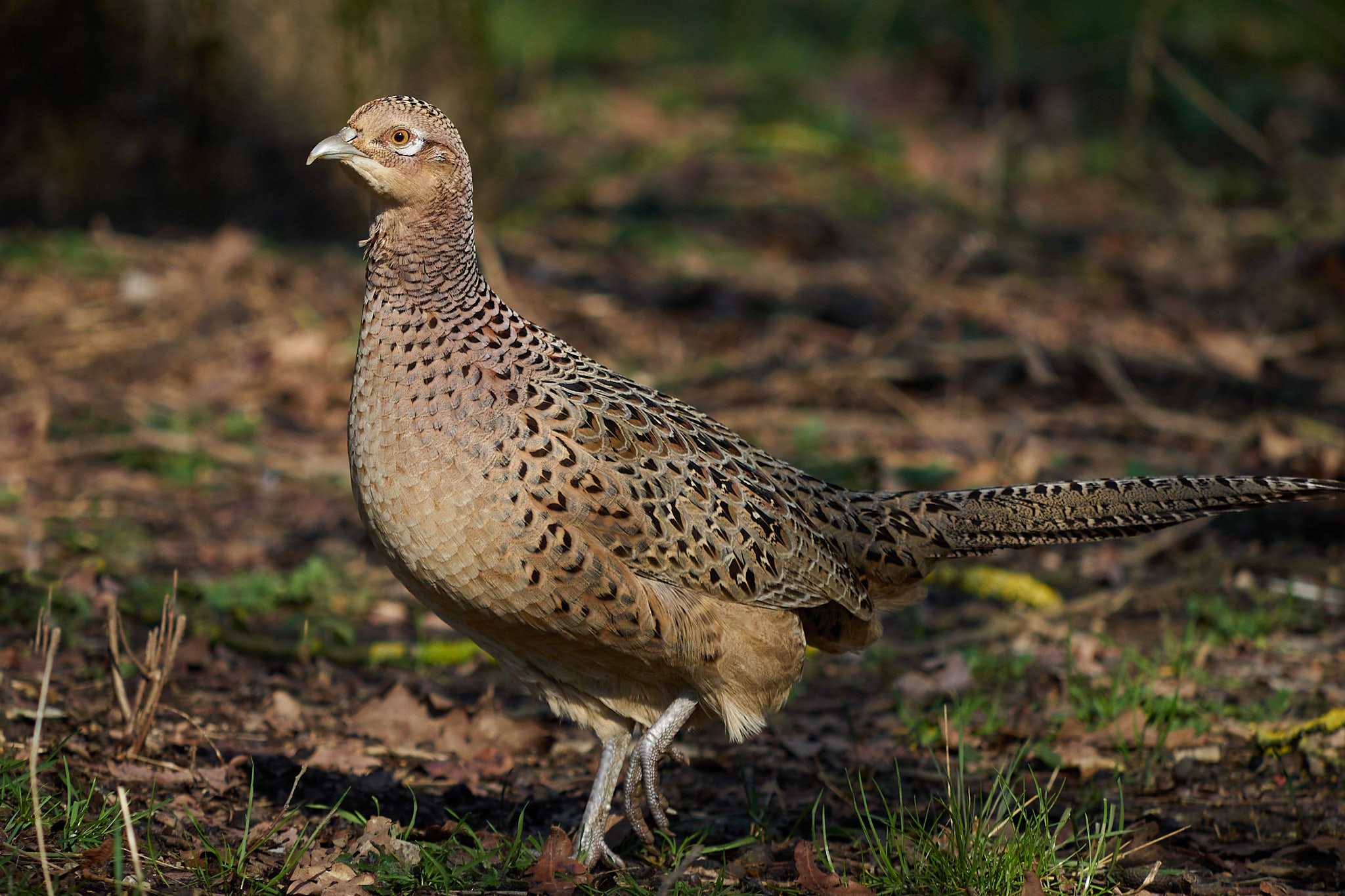 Female Pheasant