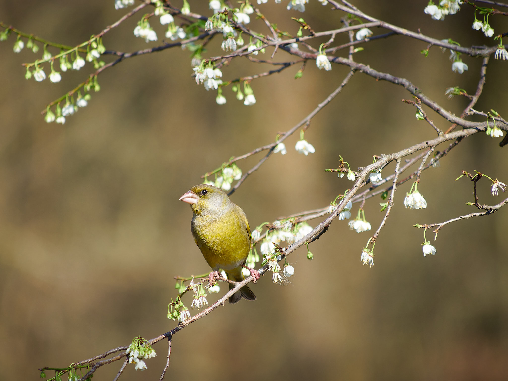 Greenfinch posing among the sprouts