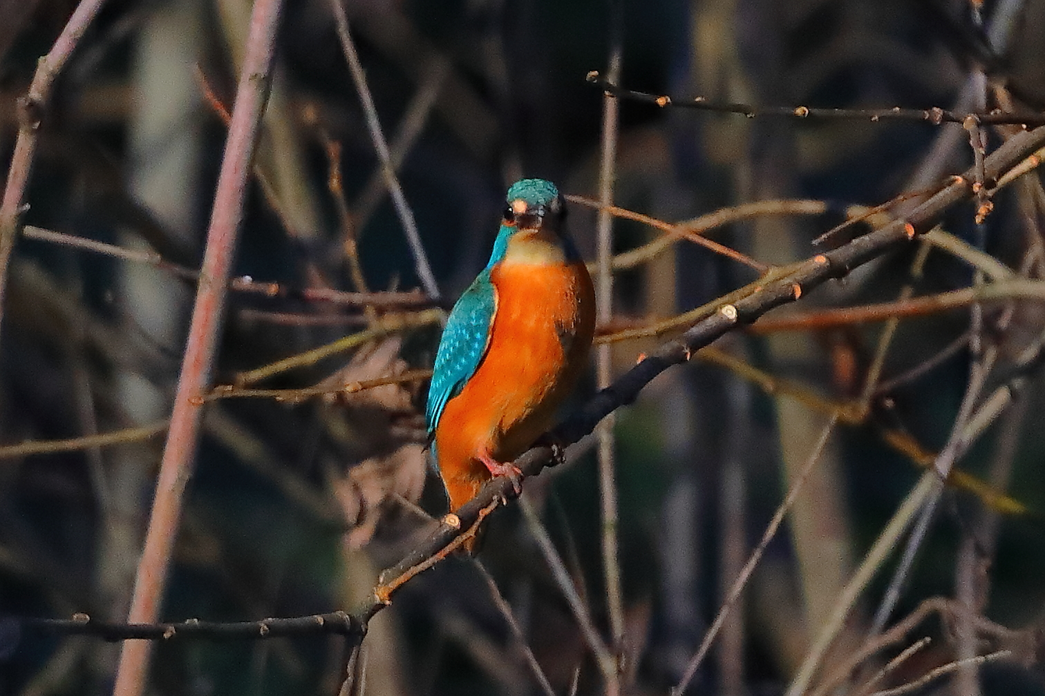 Alcione 27 dicembre 2024 - 0107