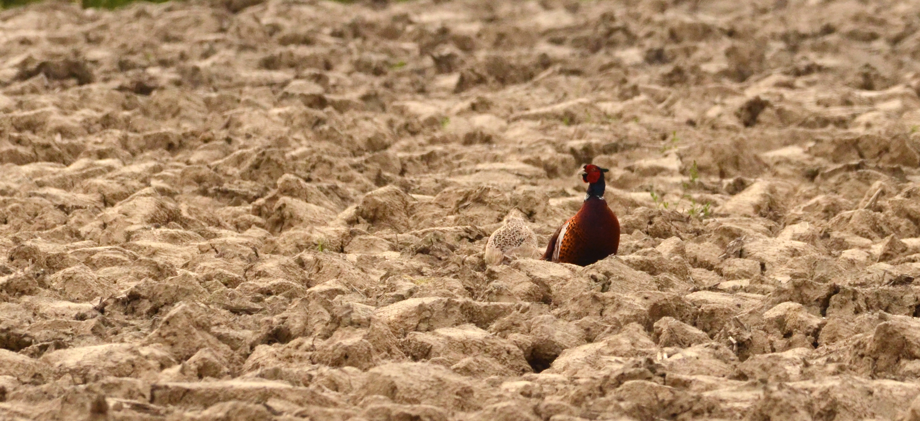 Pair of female pheasants with camouflage