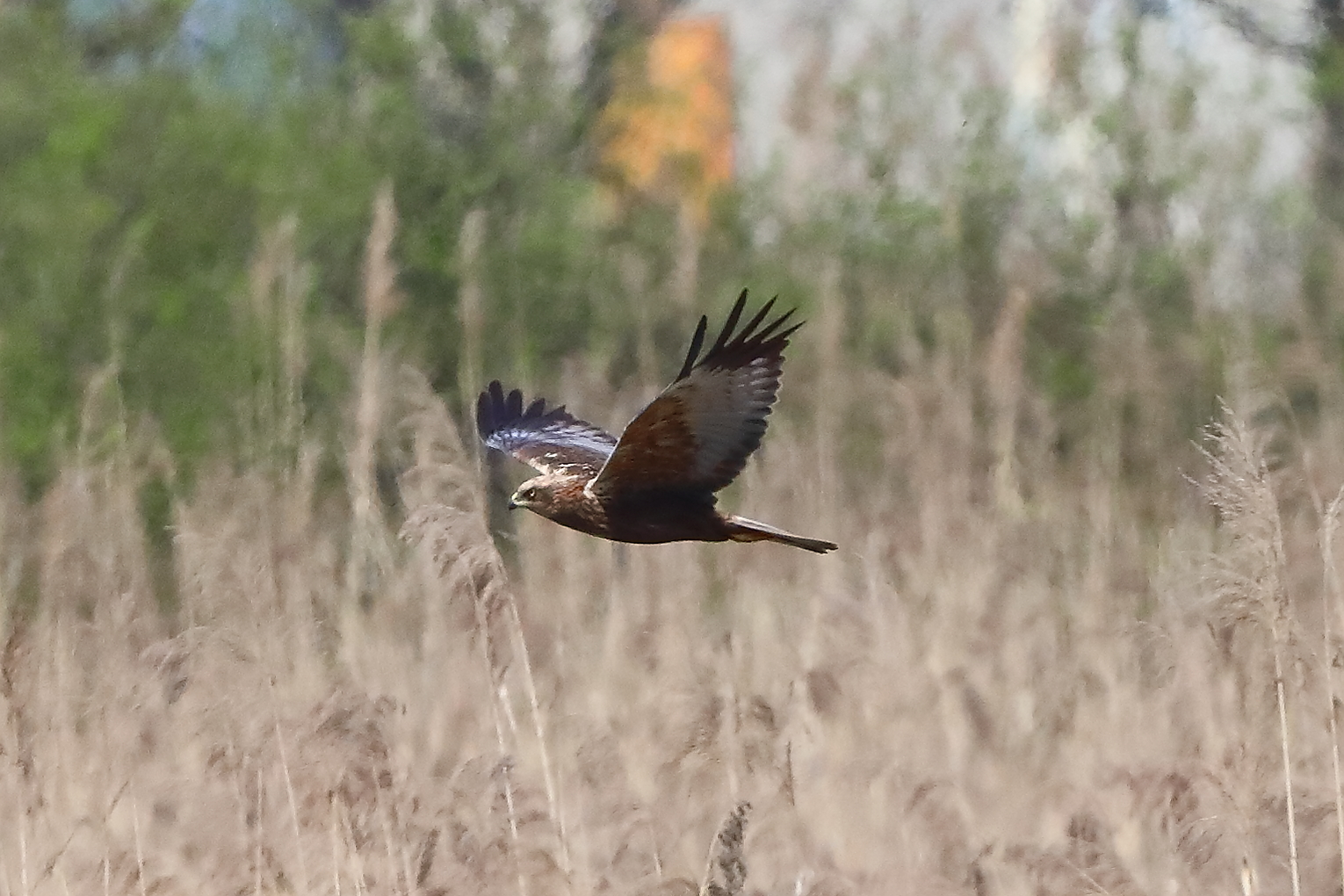 Falco di palude M 09 aprile 2025 - 0053