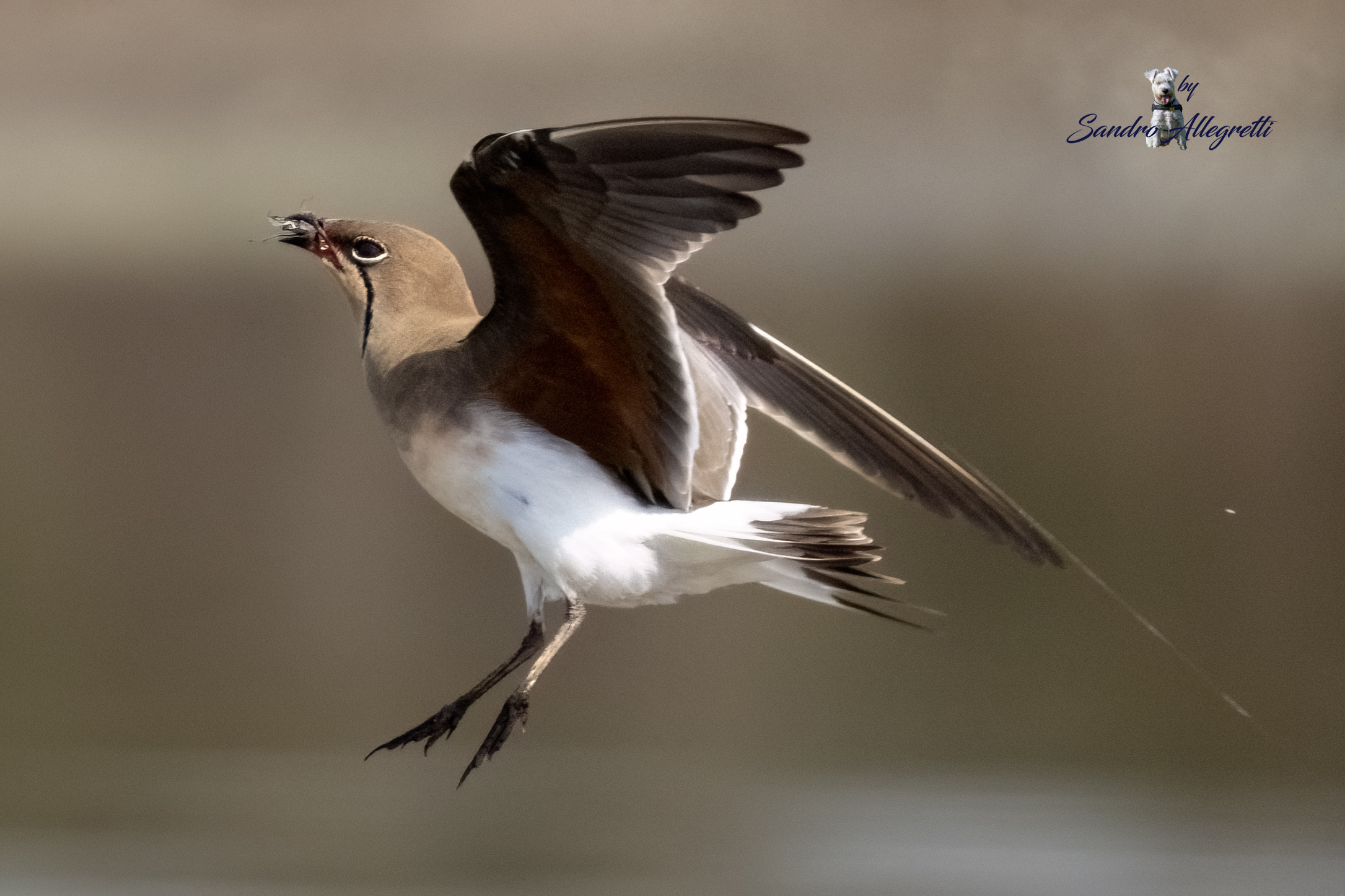 La pernice di mare (Glareola pratincola)