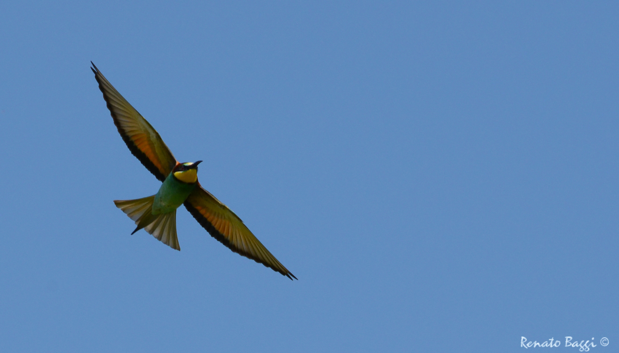 Bee-eater