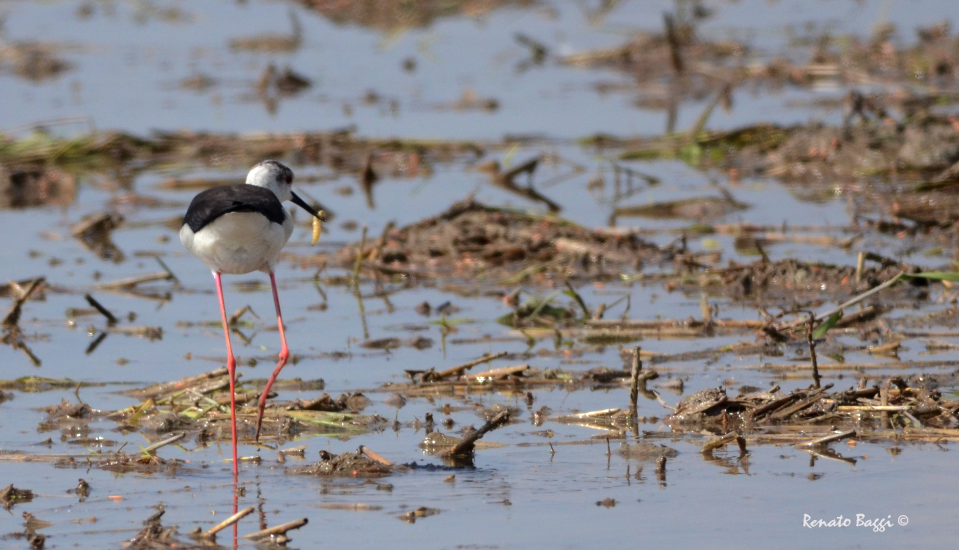 Knight of Italy at breakfast