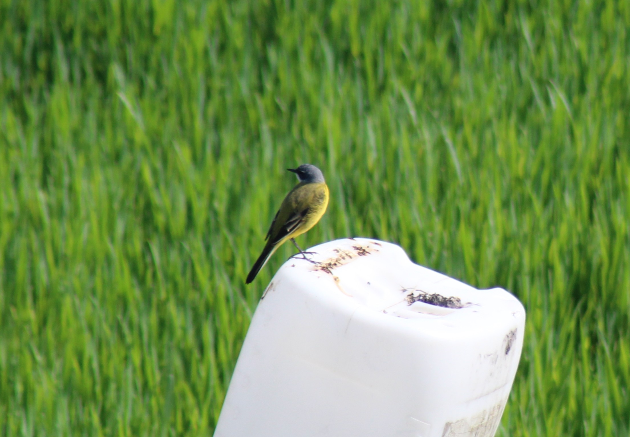 cutrettola capocenerino