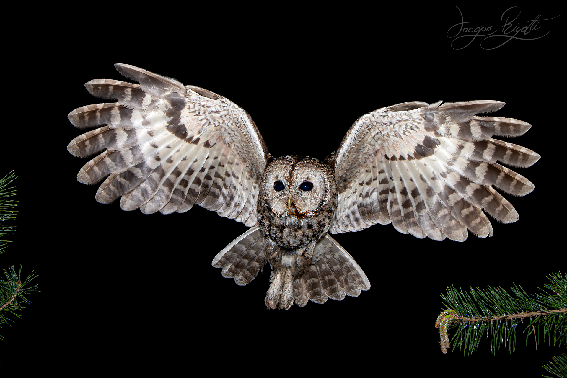 Tawny owl with scolopendra