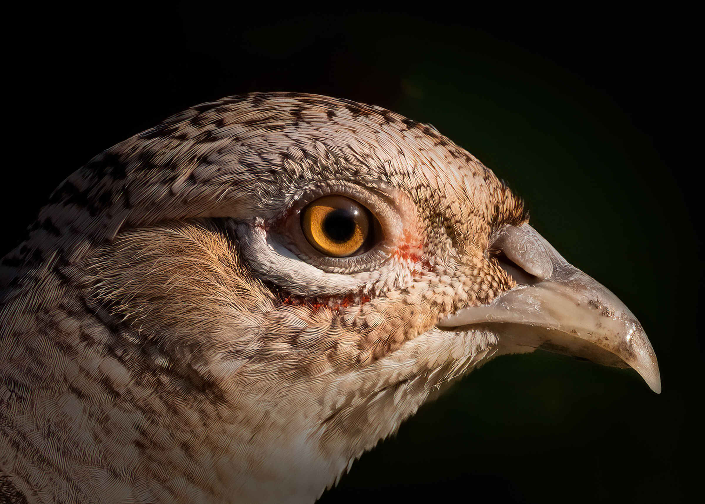 L'occhio del Fagiano femmina