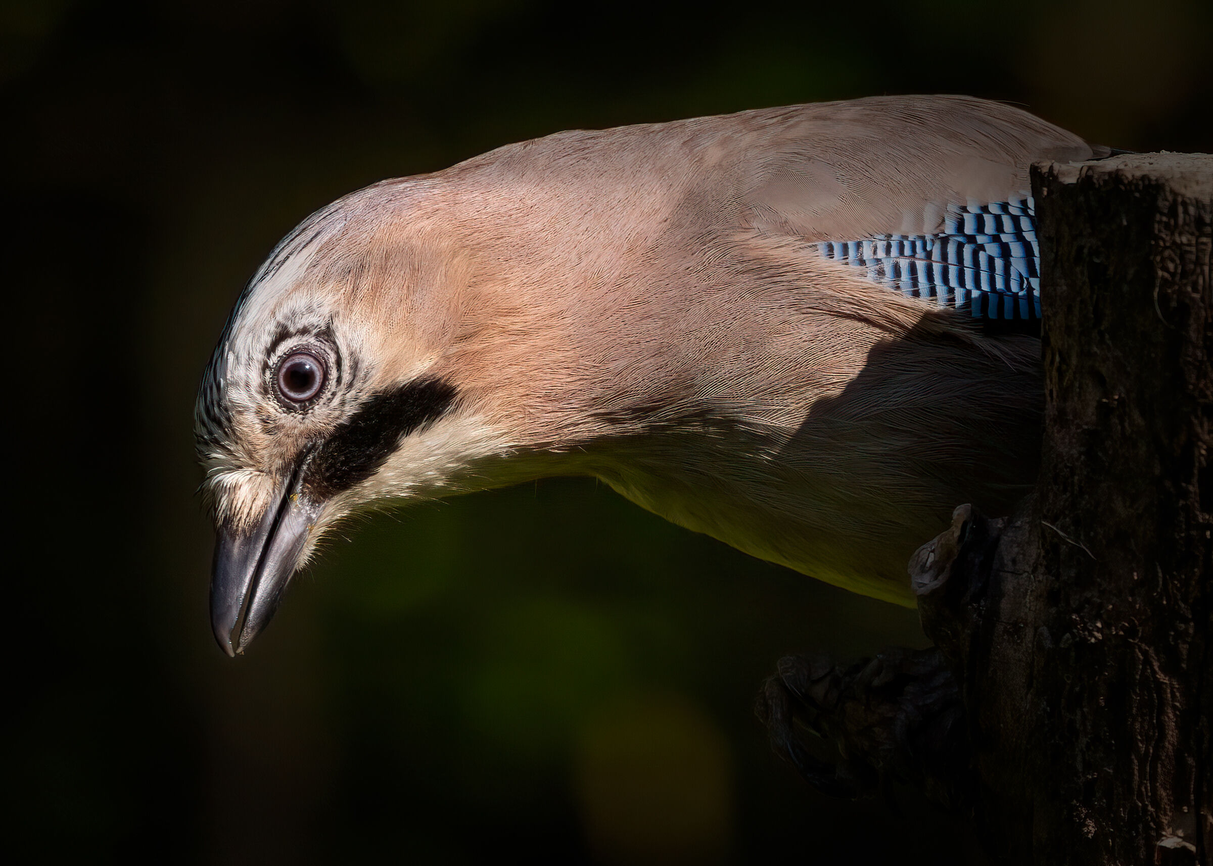 Ritratto di Ghiandaia