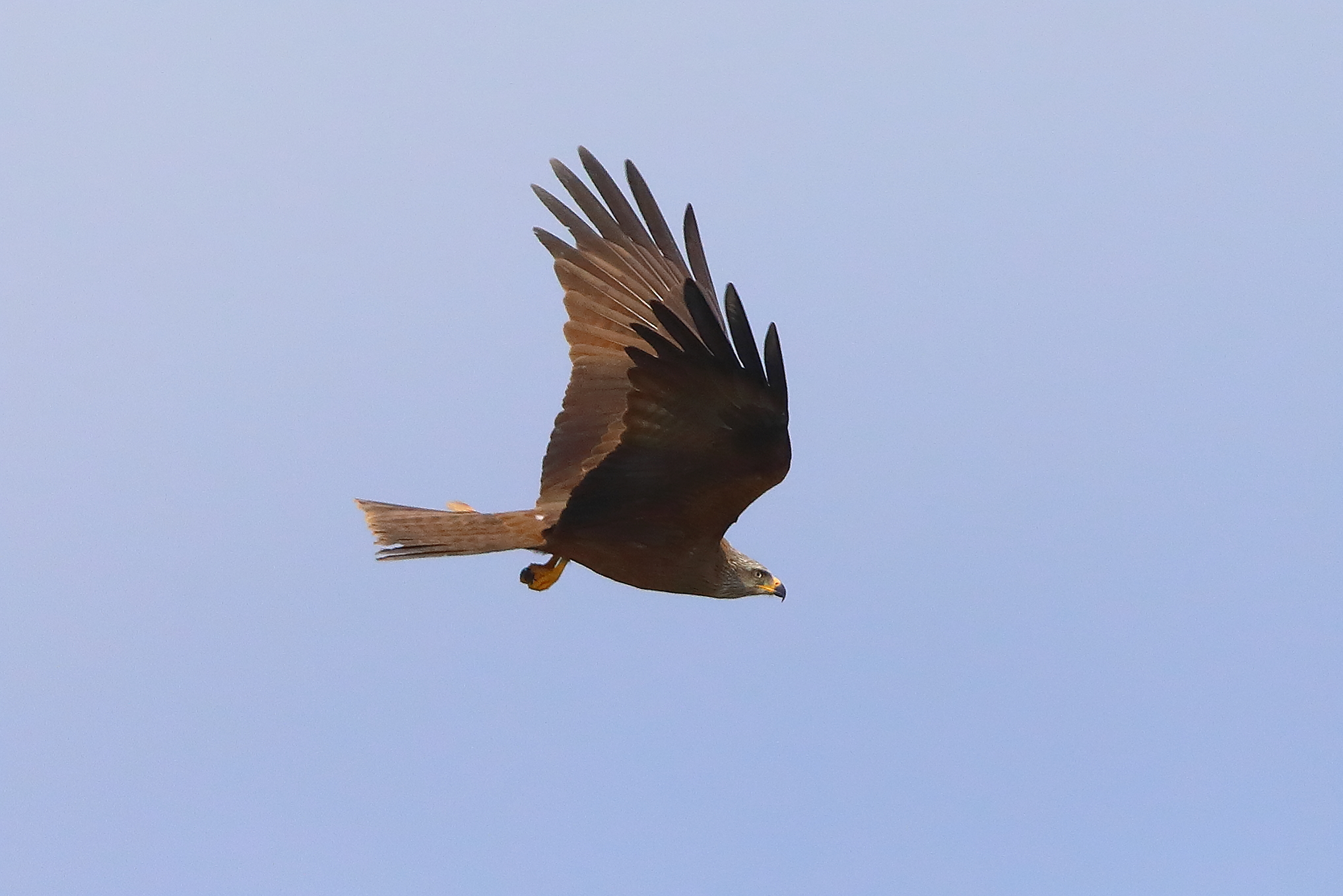 Nibbio bruno 29 marzo 2025 - 0051