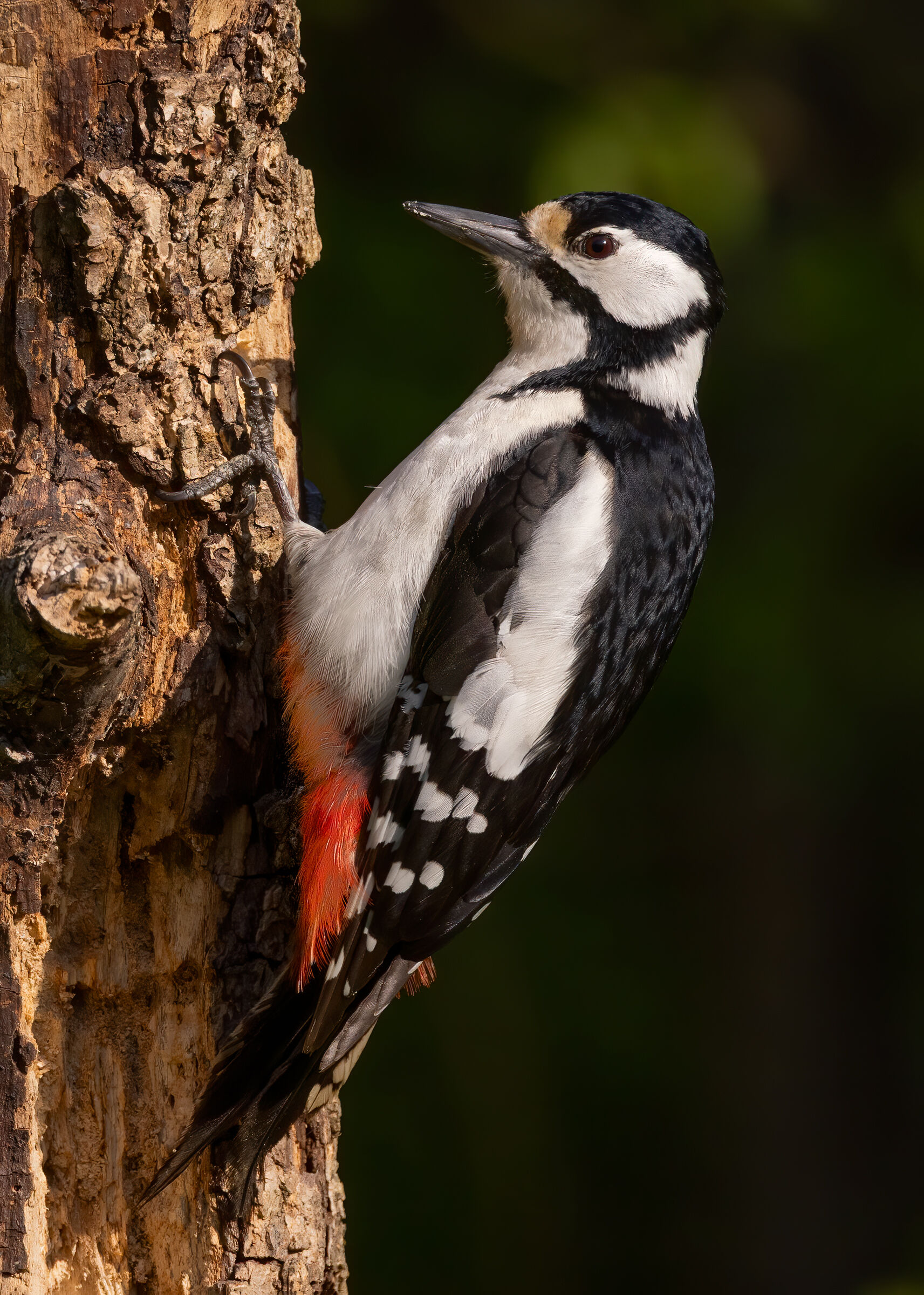 Picchio rosso maggiore