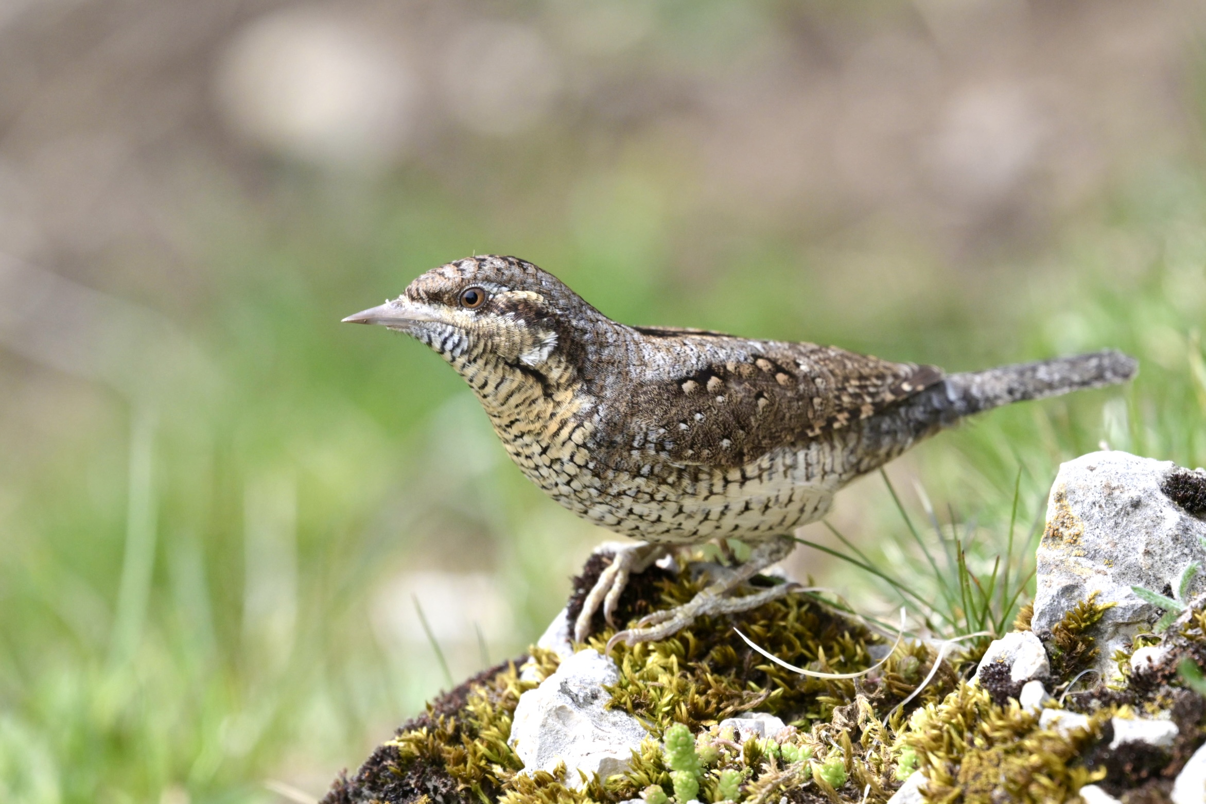 WRYNECK