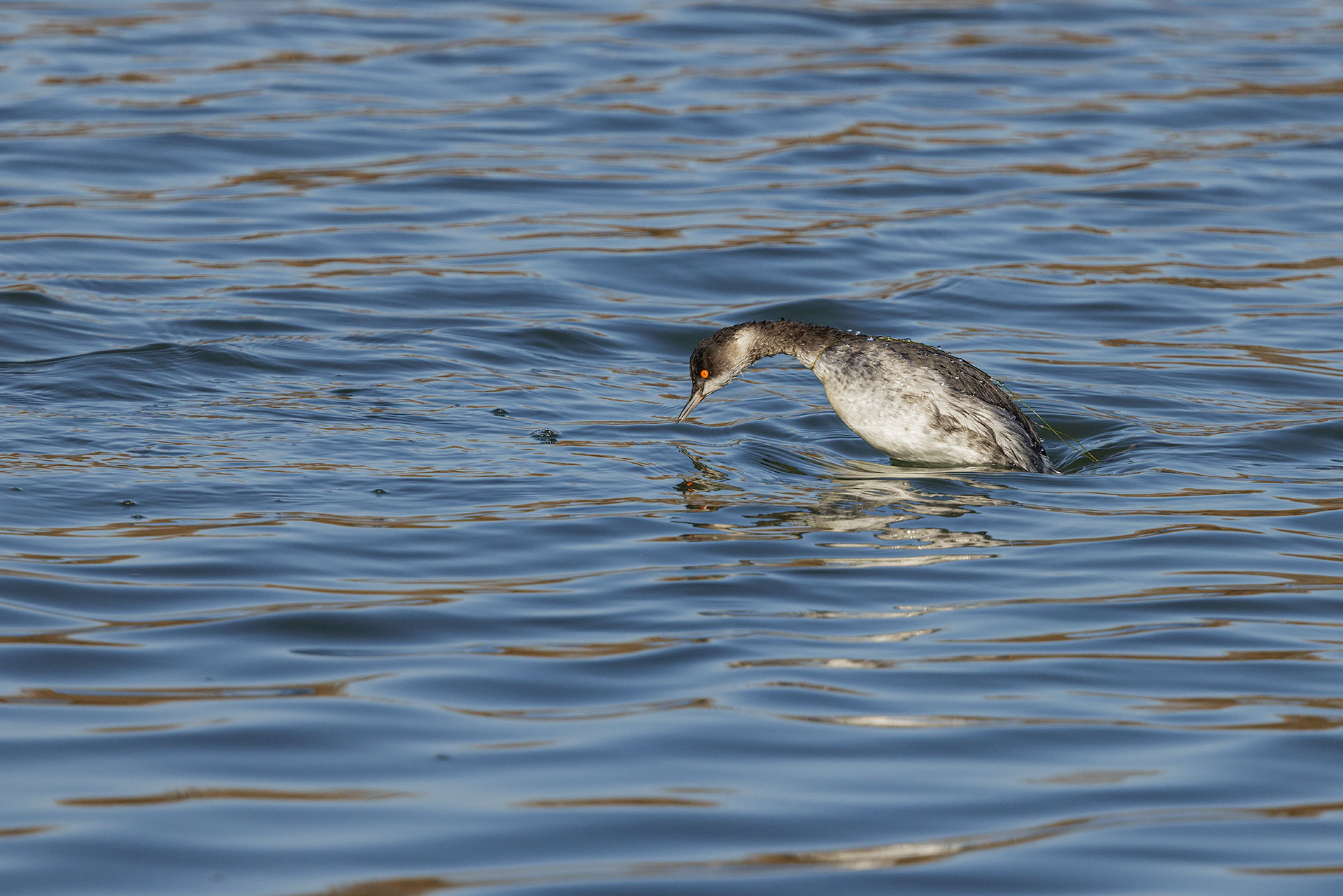 Black-necked grebe