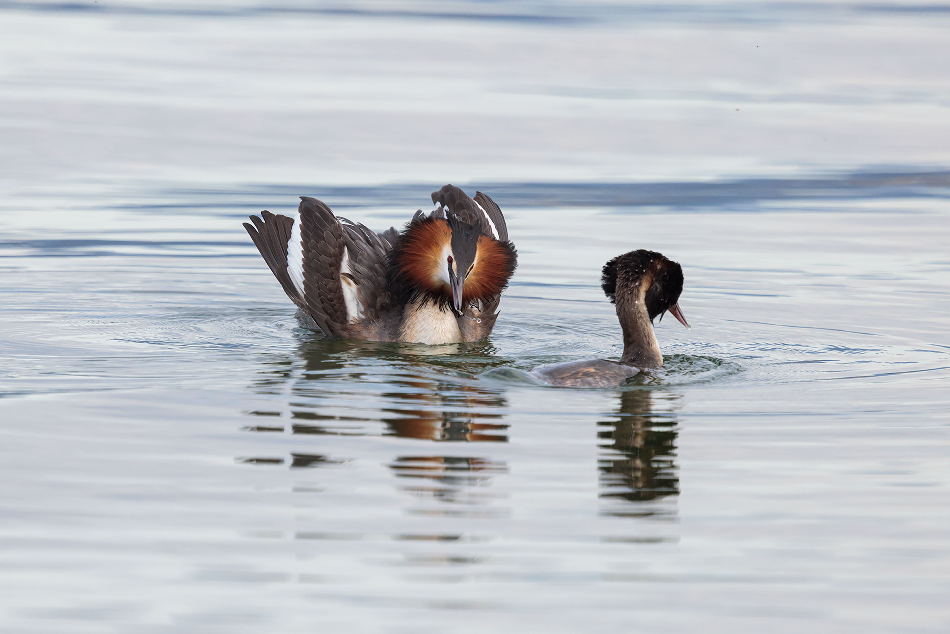 Great crested grebe