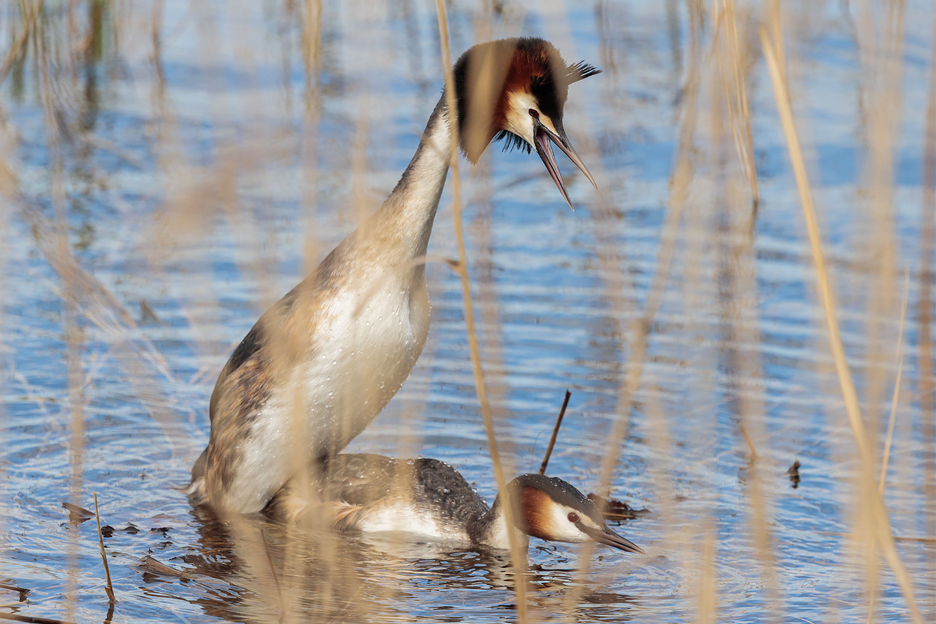 Great crested grebe