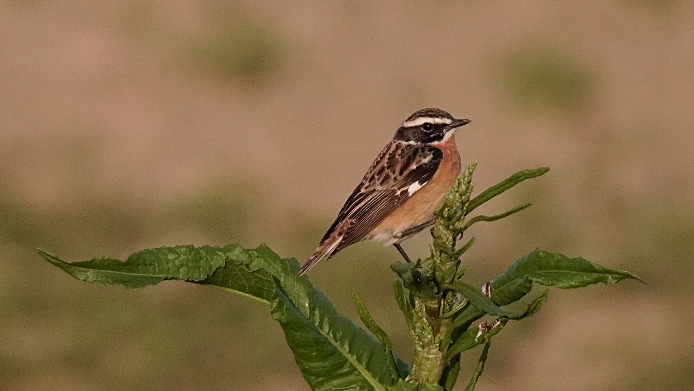 Male whinchat