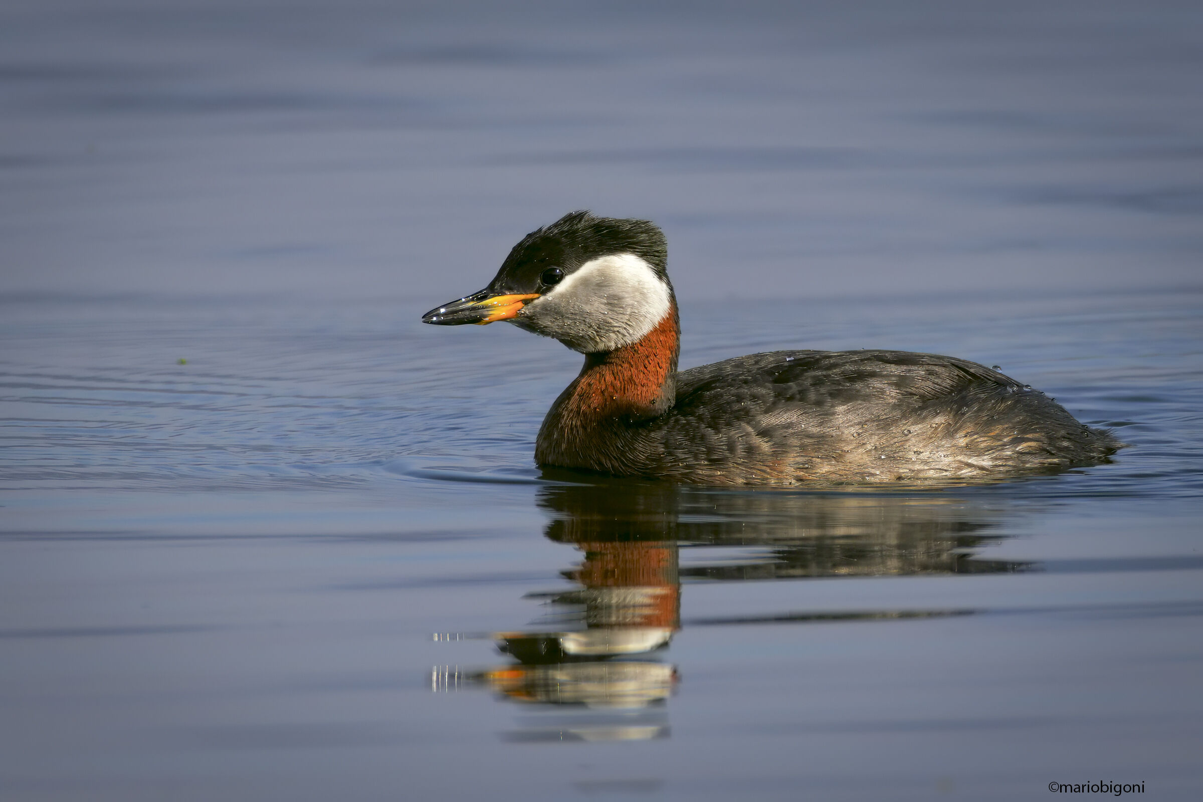 Red-necked Grebe