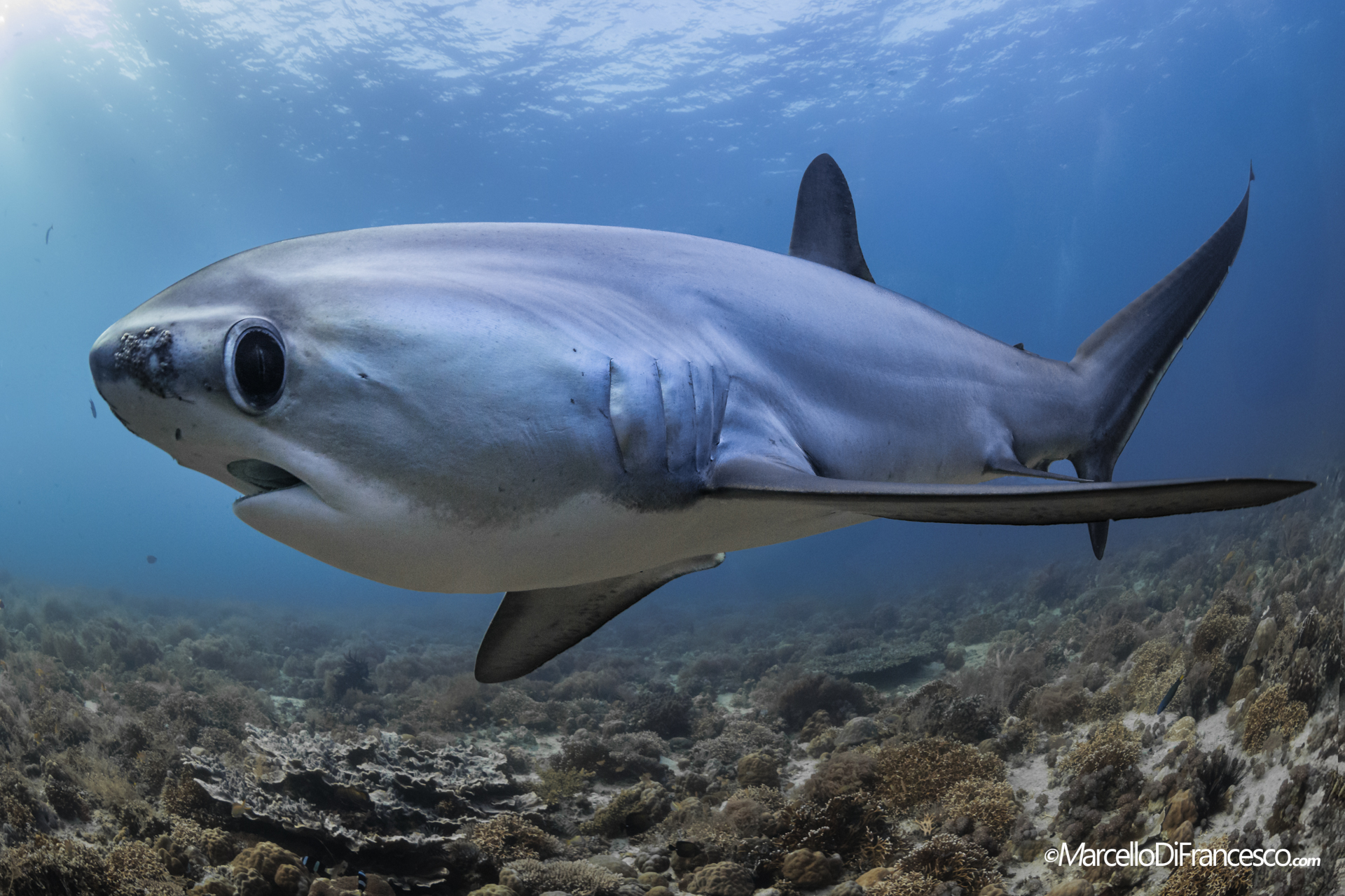 thresher shark