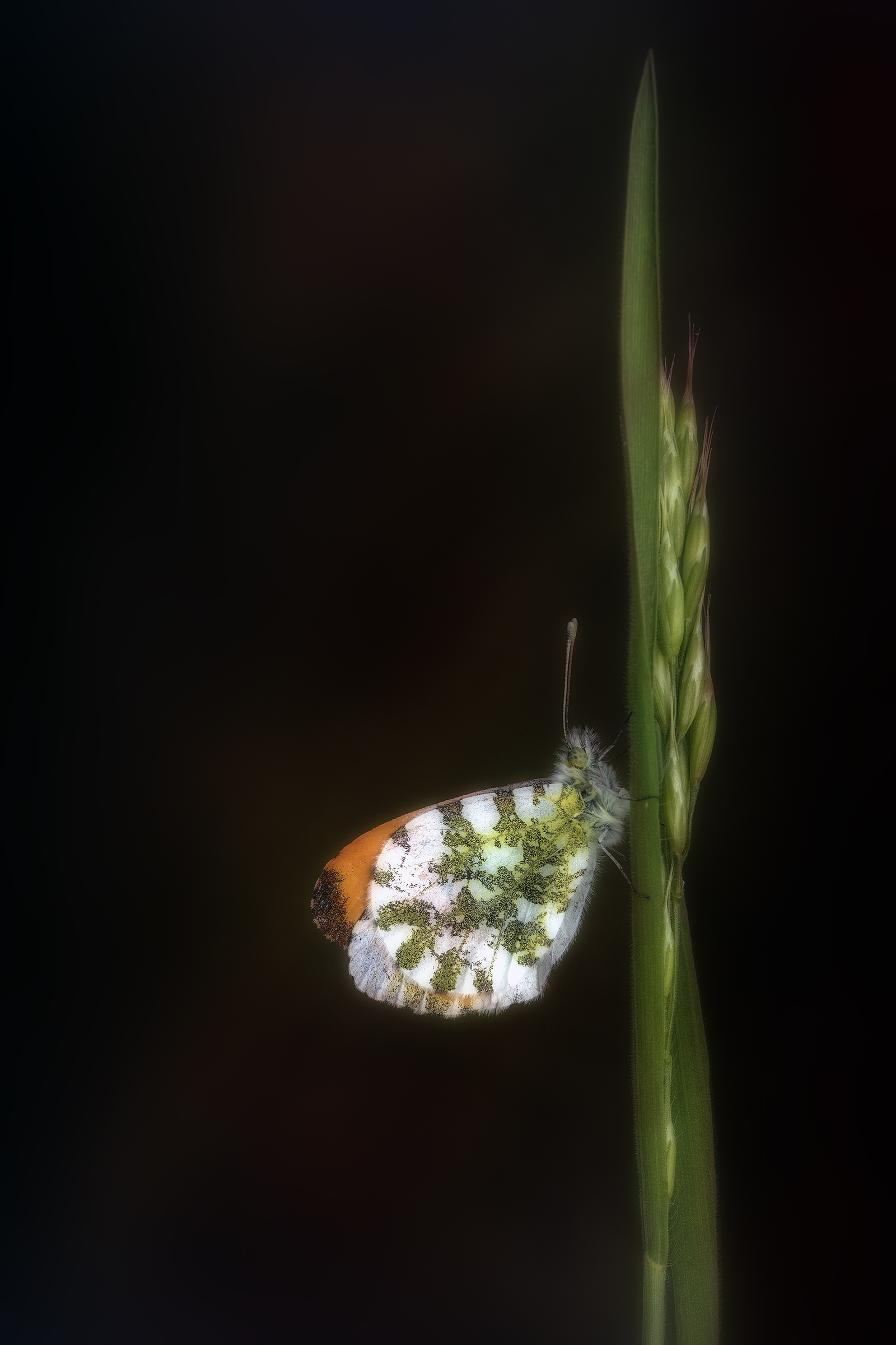 aurora versione dark