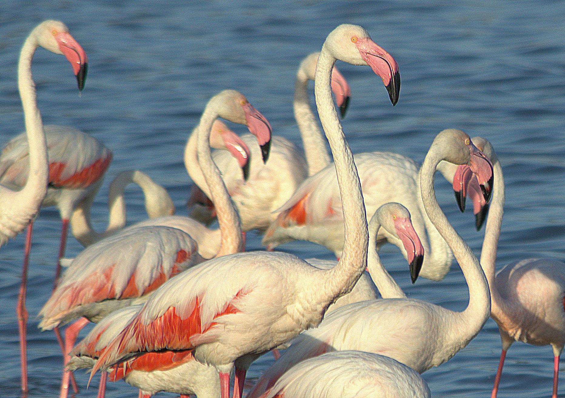 Fenicotteri rosa (specie Phoenicopterus ruber roseus)