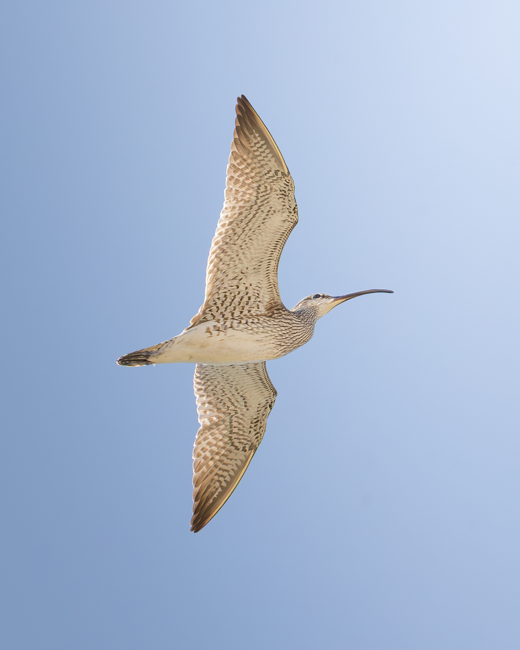 Greater Curlew