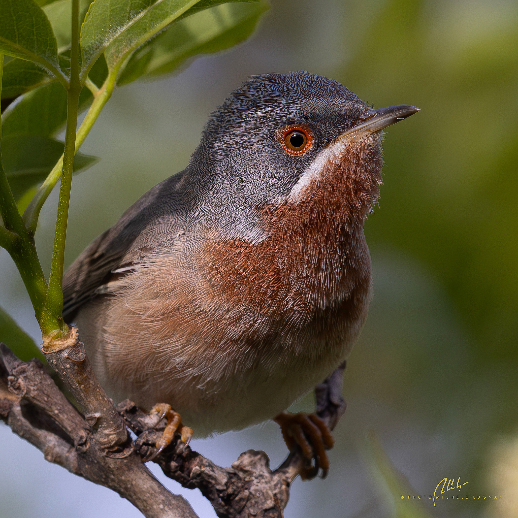 Sylvia cantillans (Sterpazzolina)