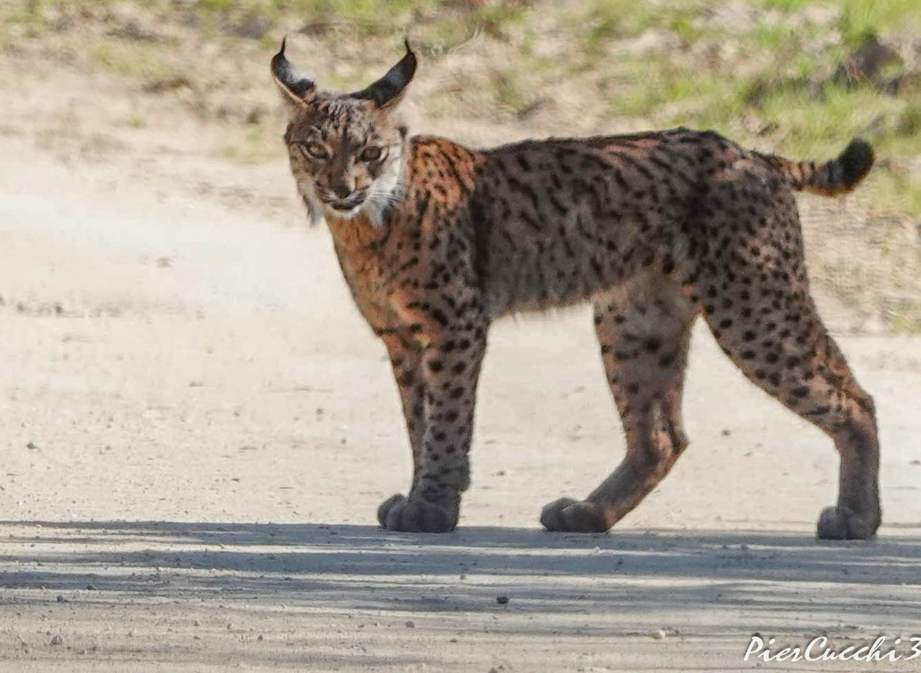 Lince iberica Coto Donana