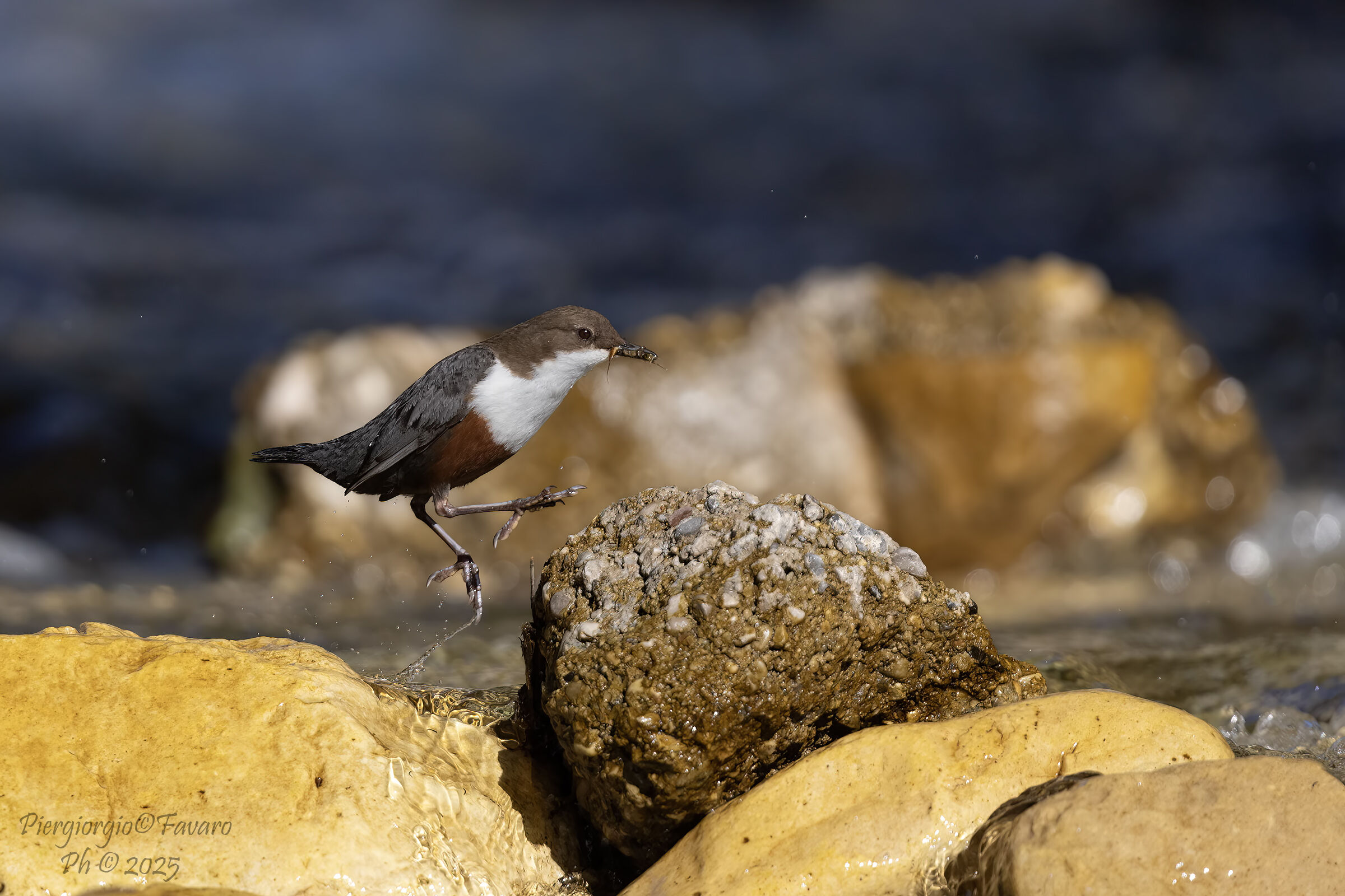 The jump of the Acquaiolo.