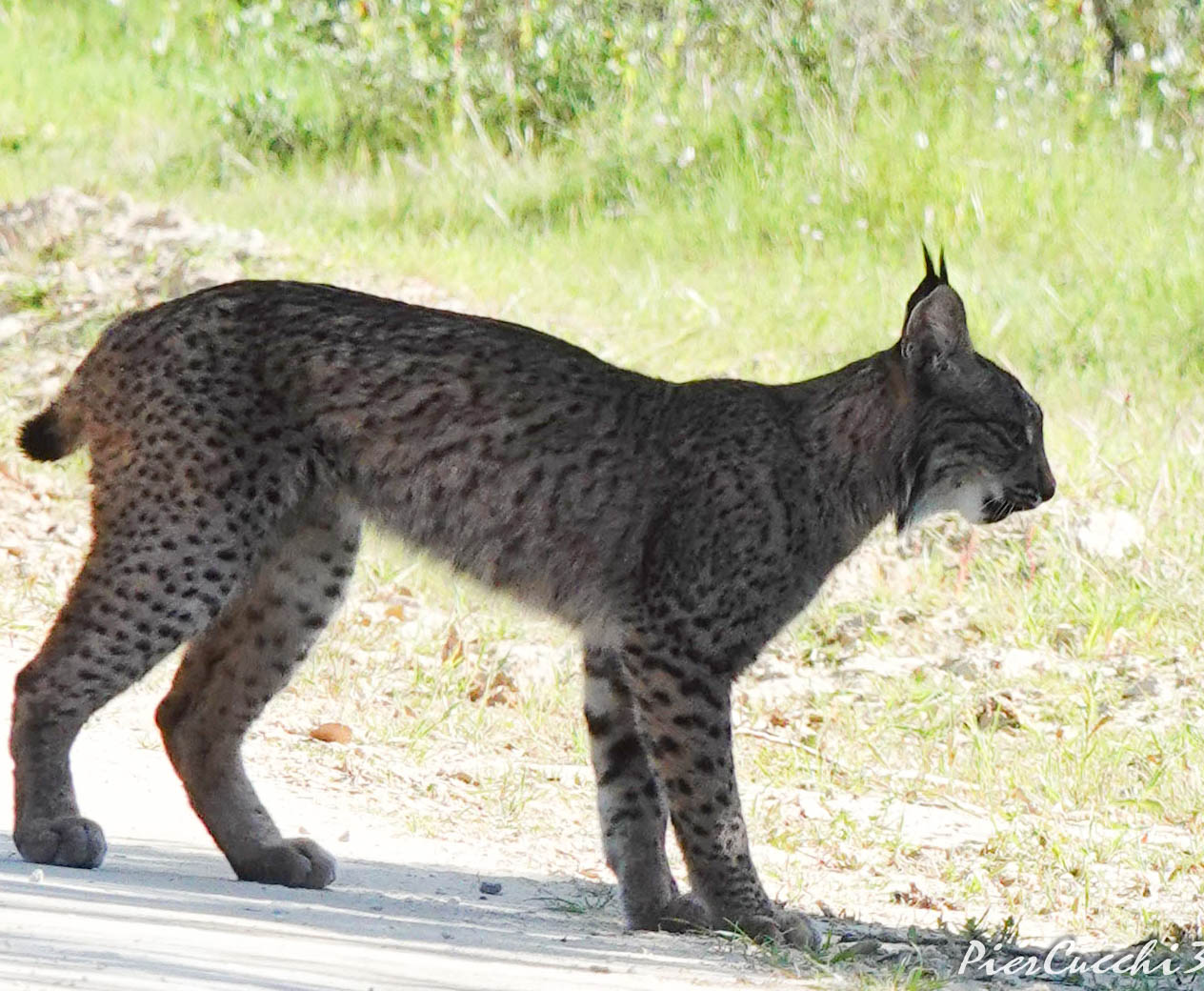Lince iberica Coto Donana