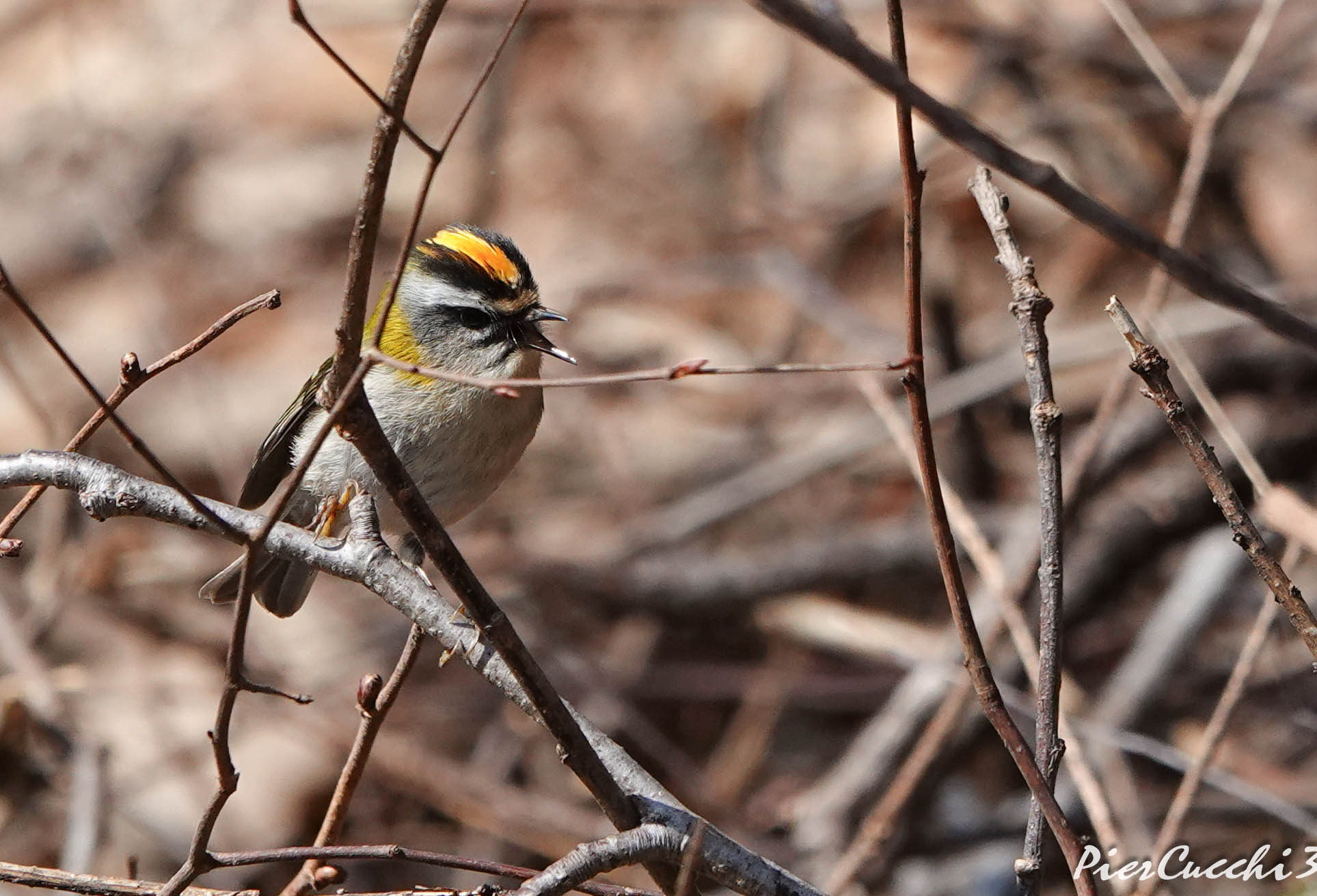 Fiorrancino Prealpi Valsabbia