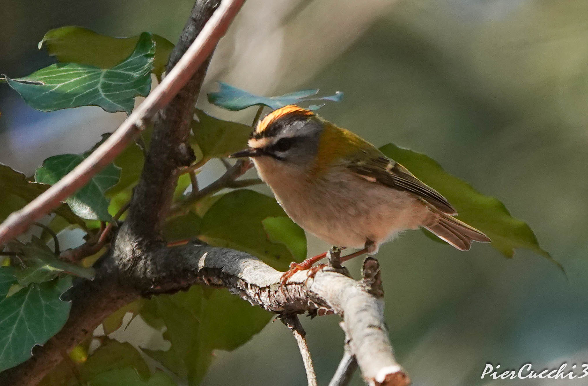 Fiorrancino Prealpi Valsabbia