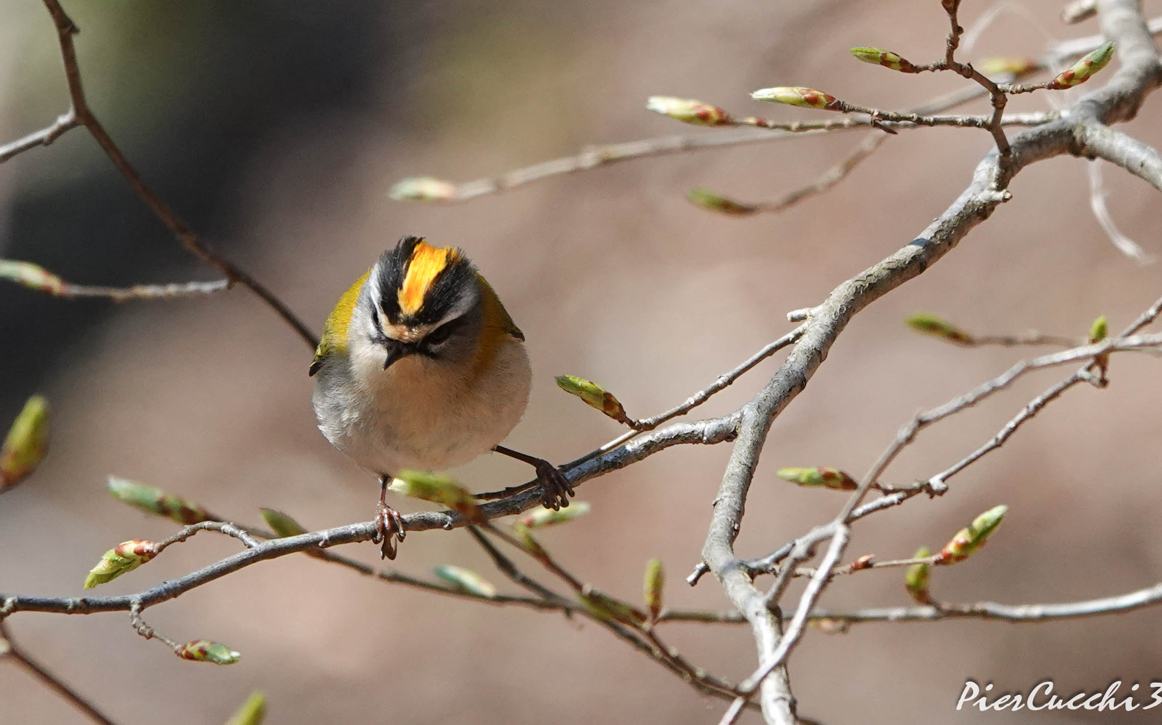 Fiorrancino Prealpi Valsabbia