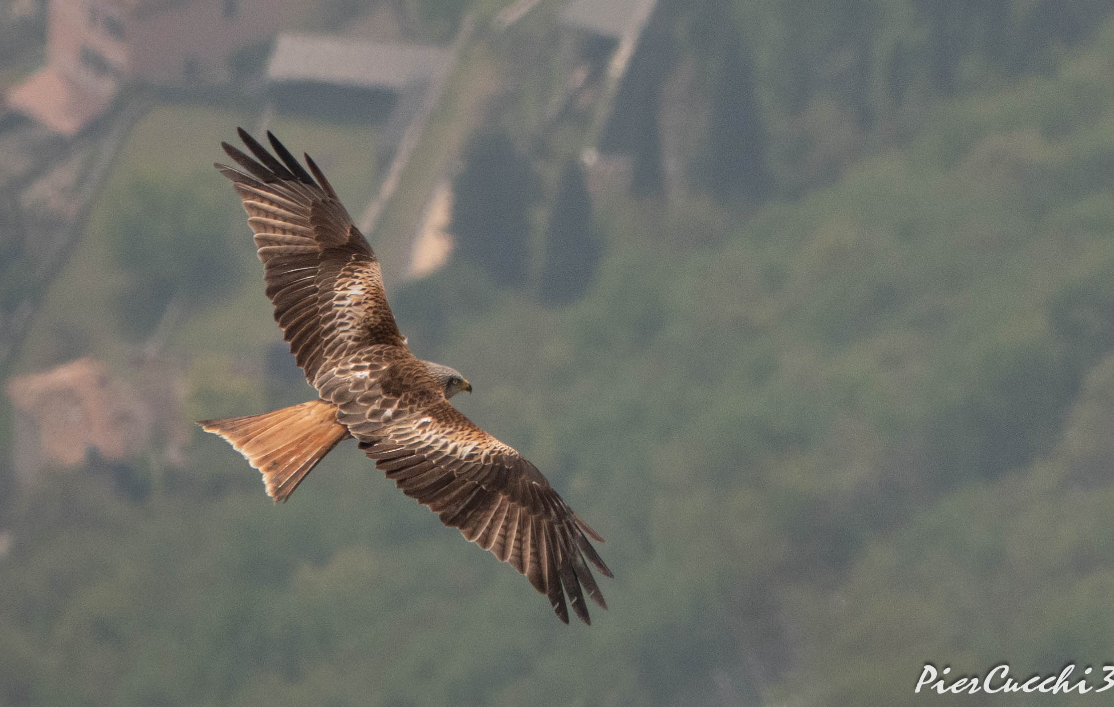 Nibbio reale Alto Garda