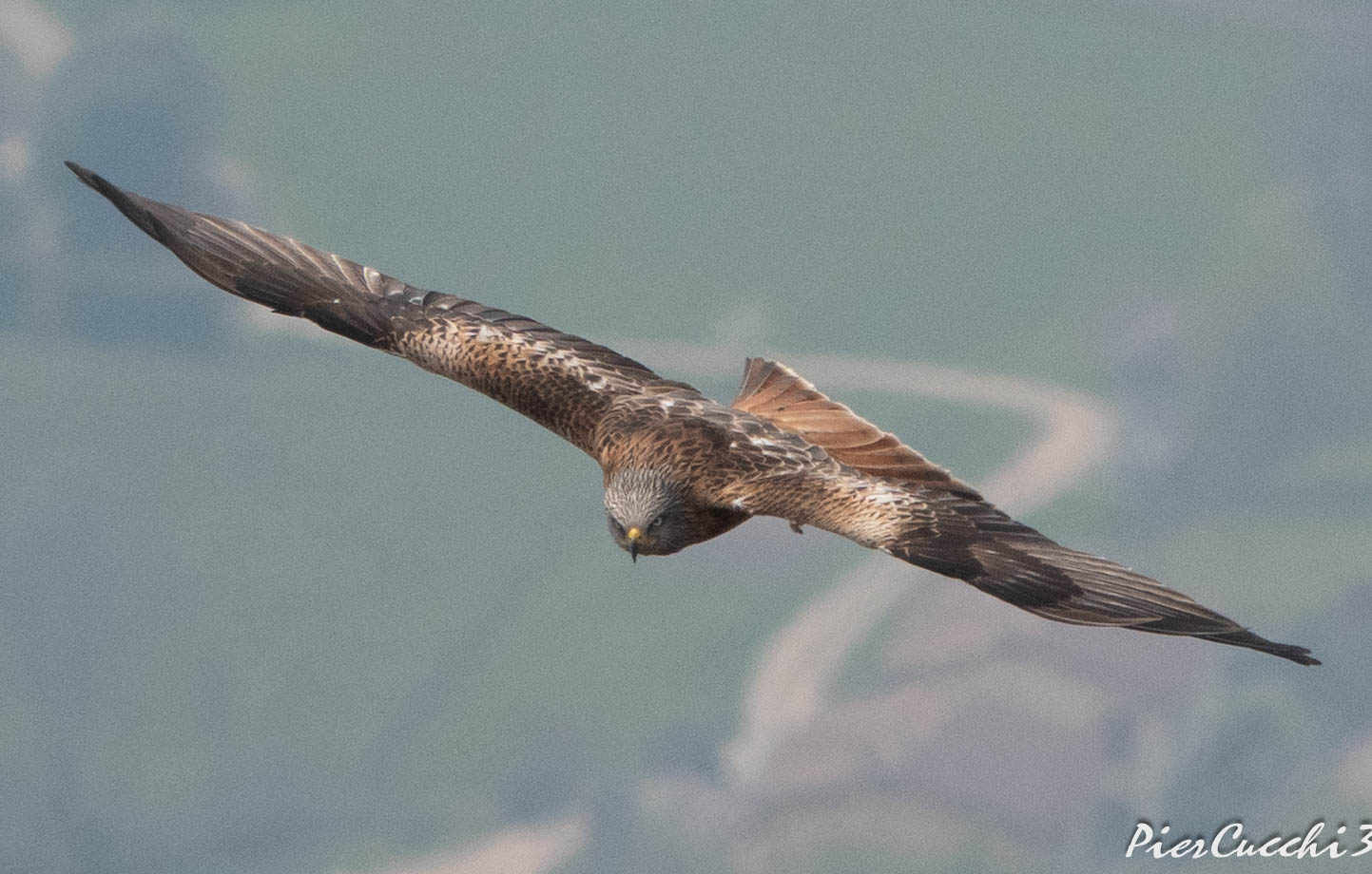 Nibbio reale Alto Garda