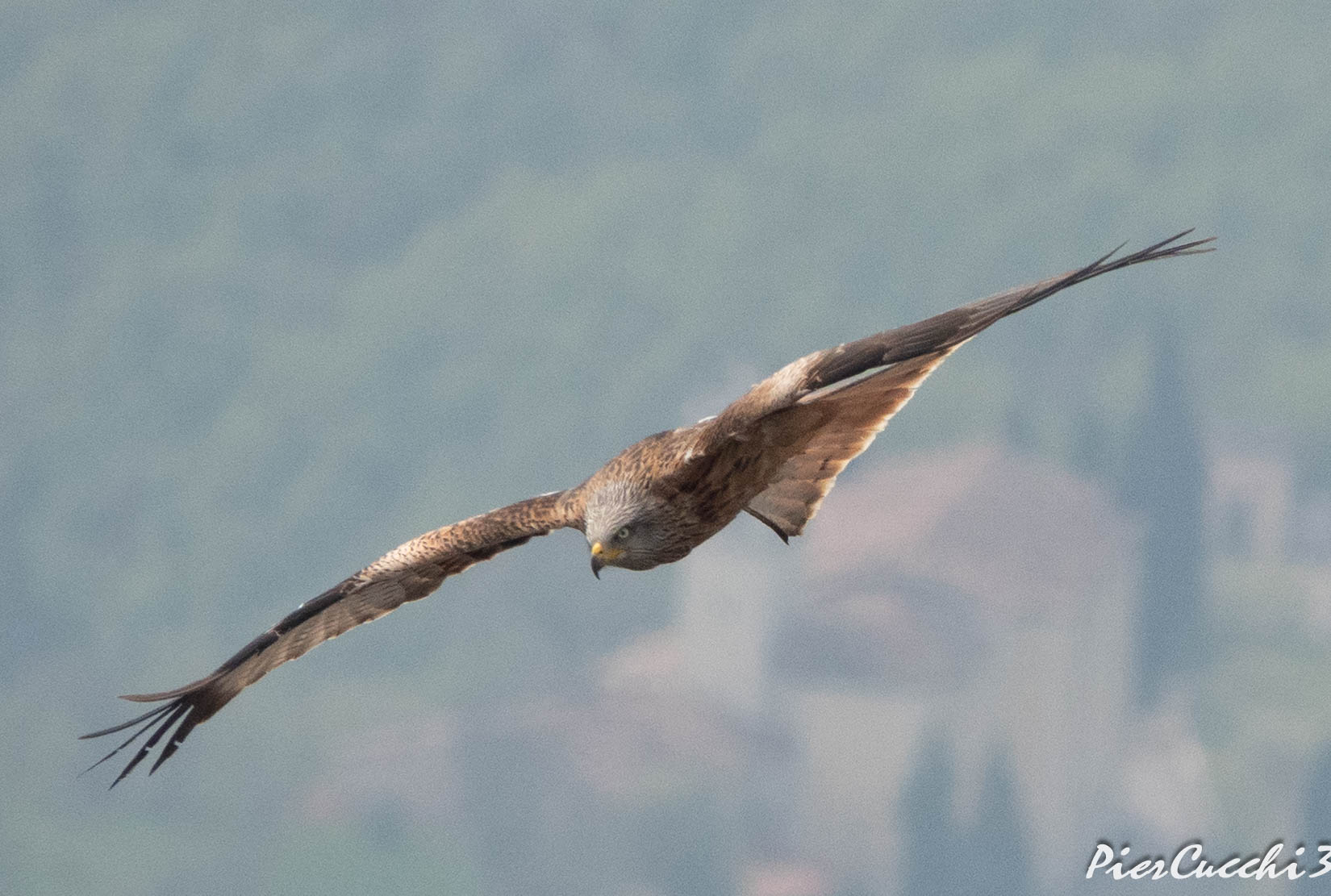 Nibbio reale Alto Garda