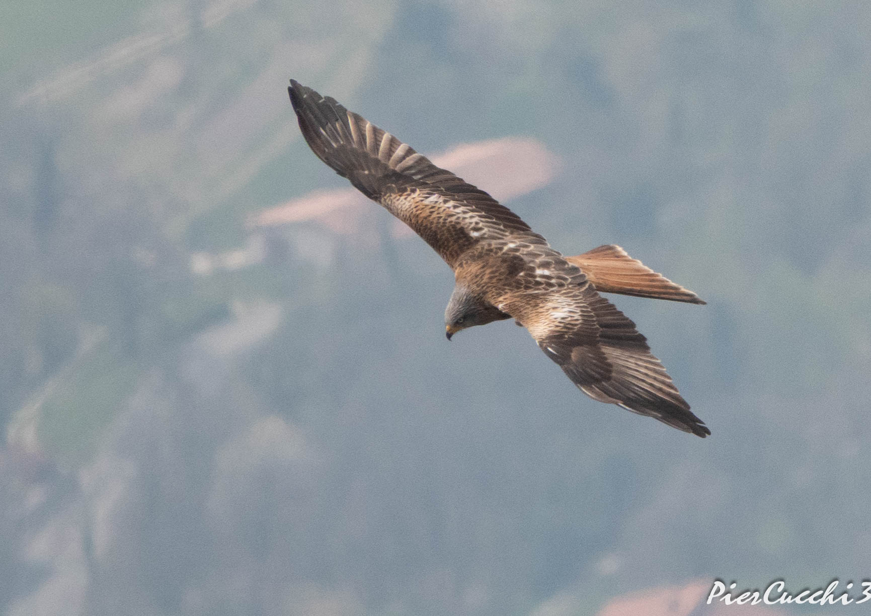 Nibbio reale Alto Garda